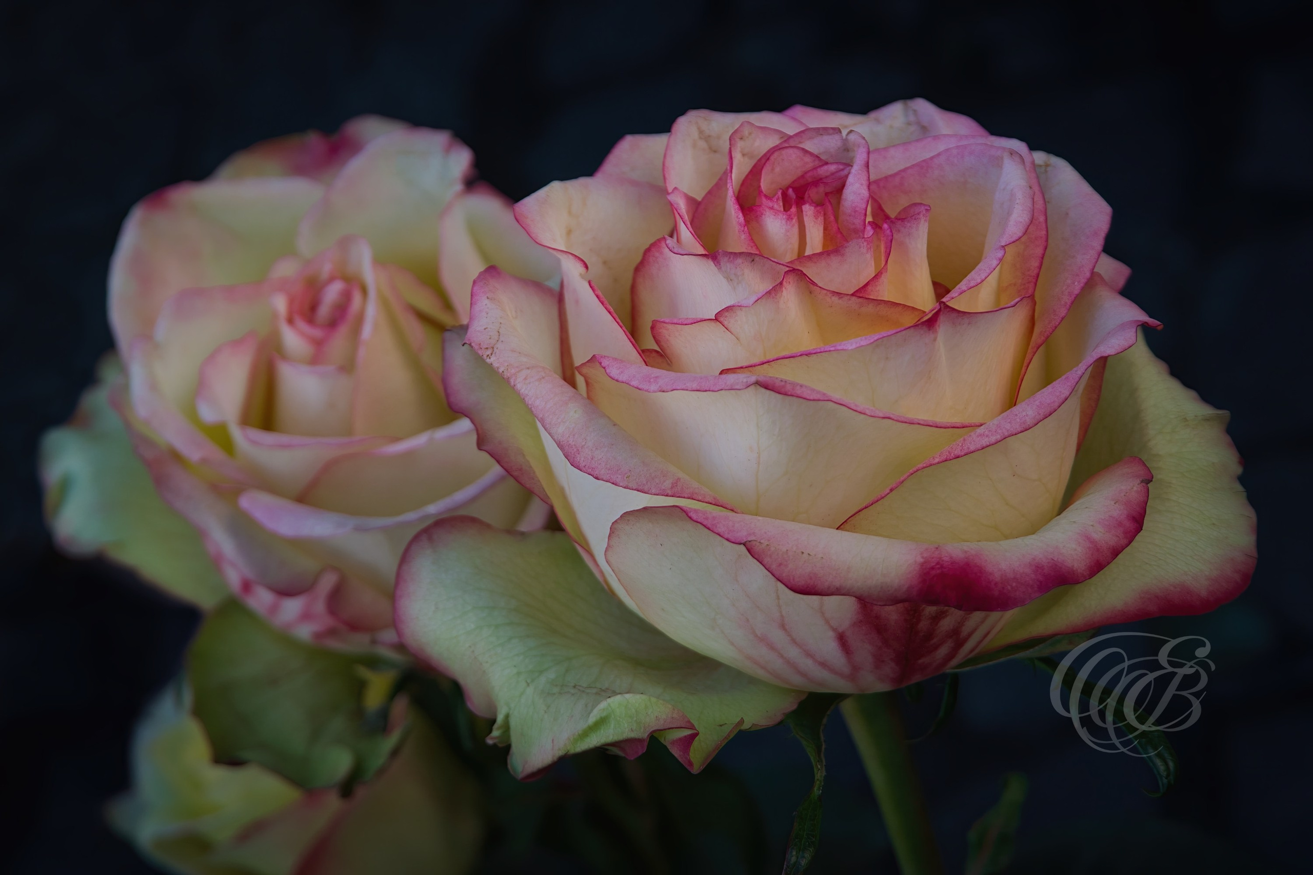 Photography of Italy — Campo de’ Fiori Roses — Eduardo Bartoli Fine Art & Travel Photography