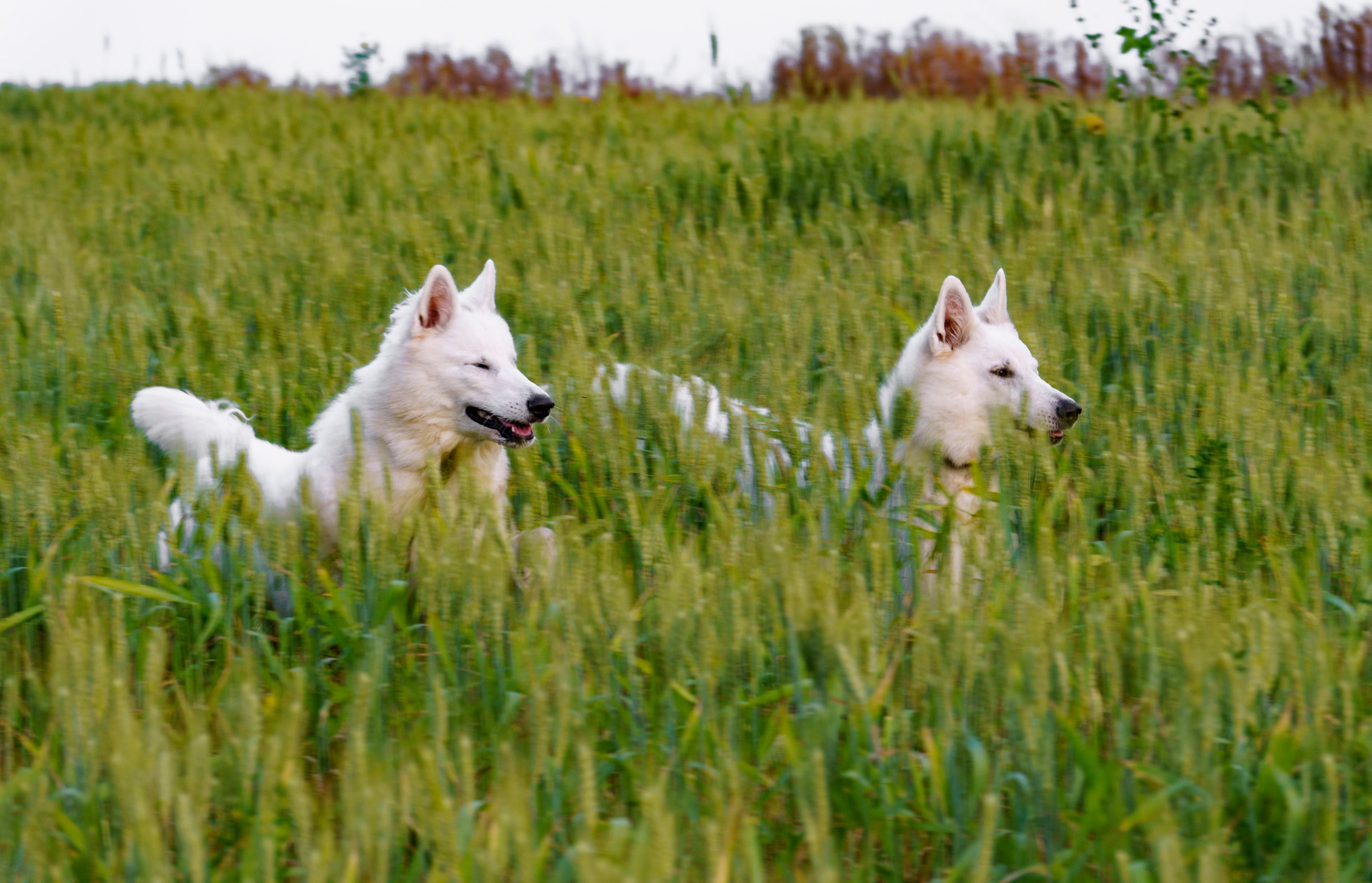 Шельга и Шегги. Главное меню