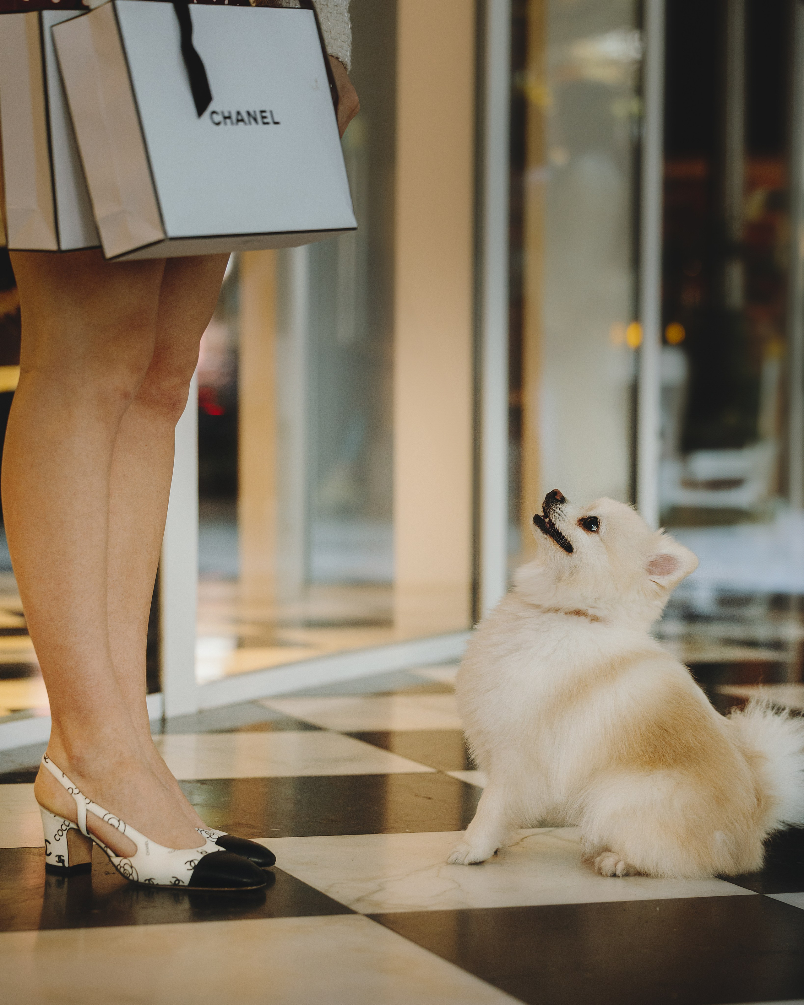 Lexy & Tatiana. Pet Photographer Viktoriya Aleshenko