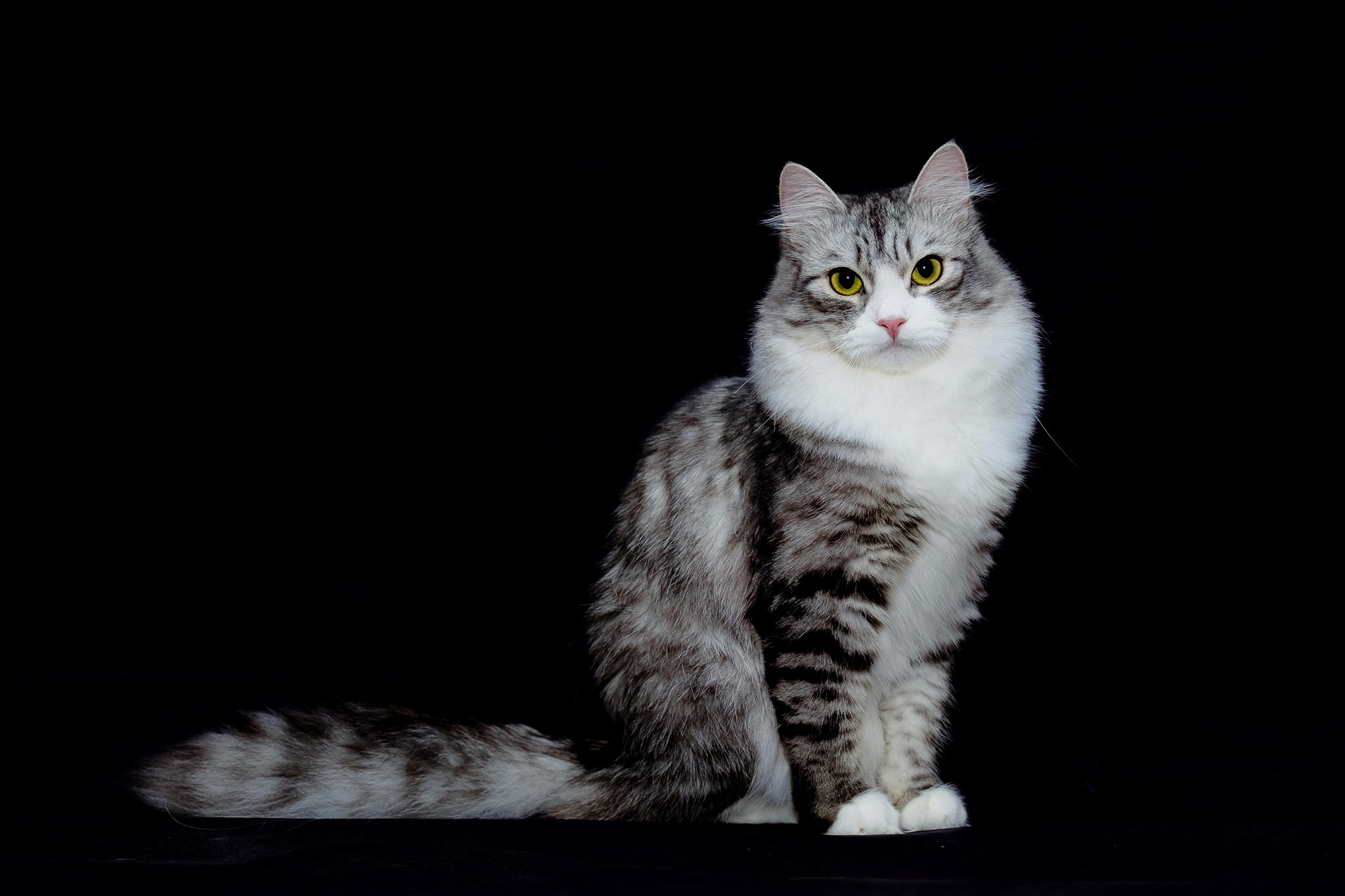 Katzen | Females. SIBERIALIS: Katzenzucht von Sibirischen und Neva Masquarade Katzen