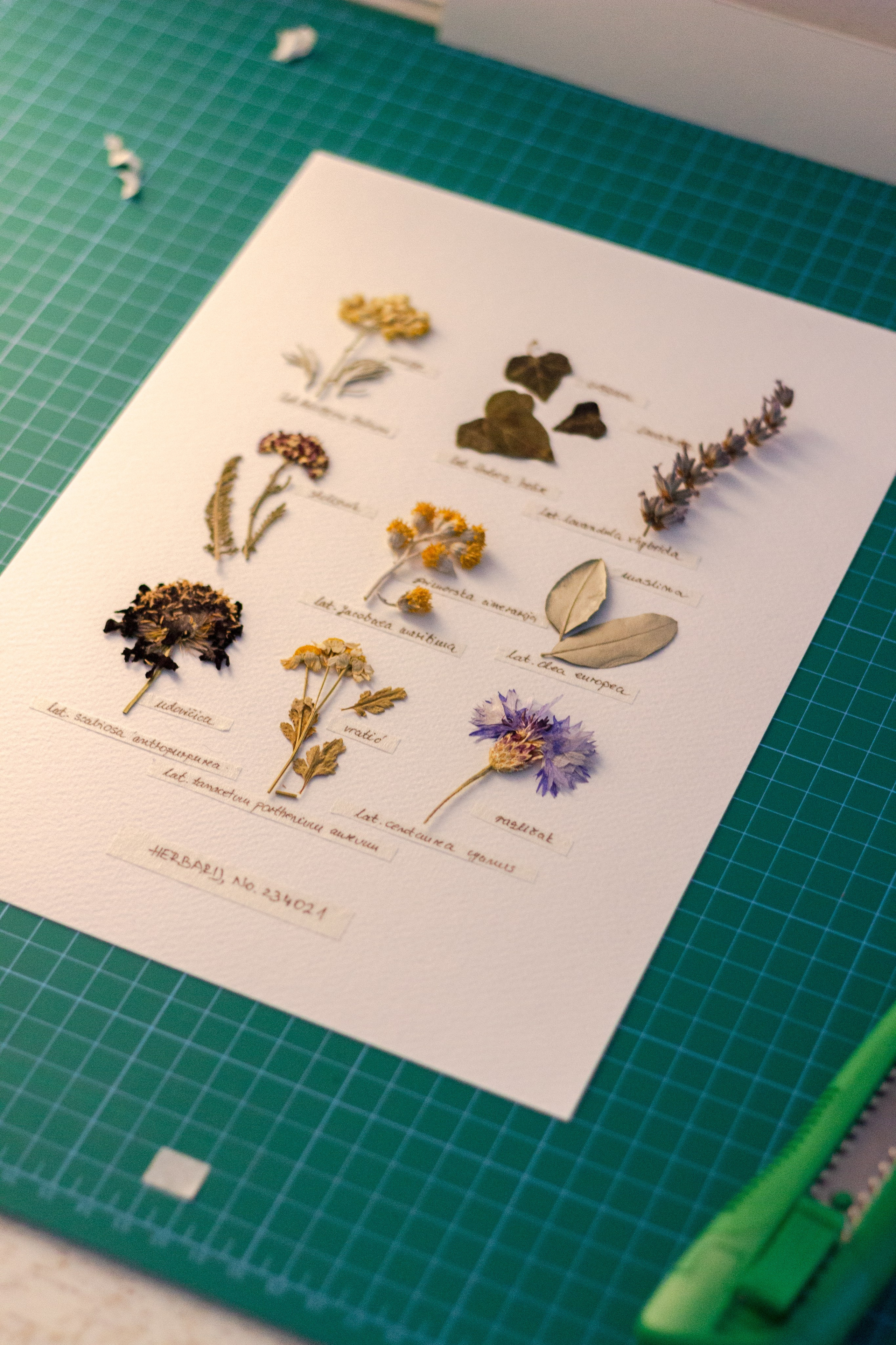 Portfolio. Herbarij studio