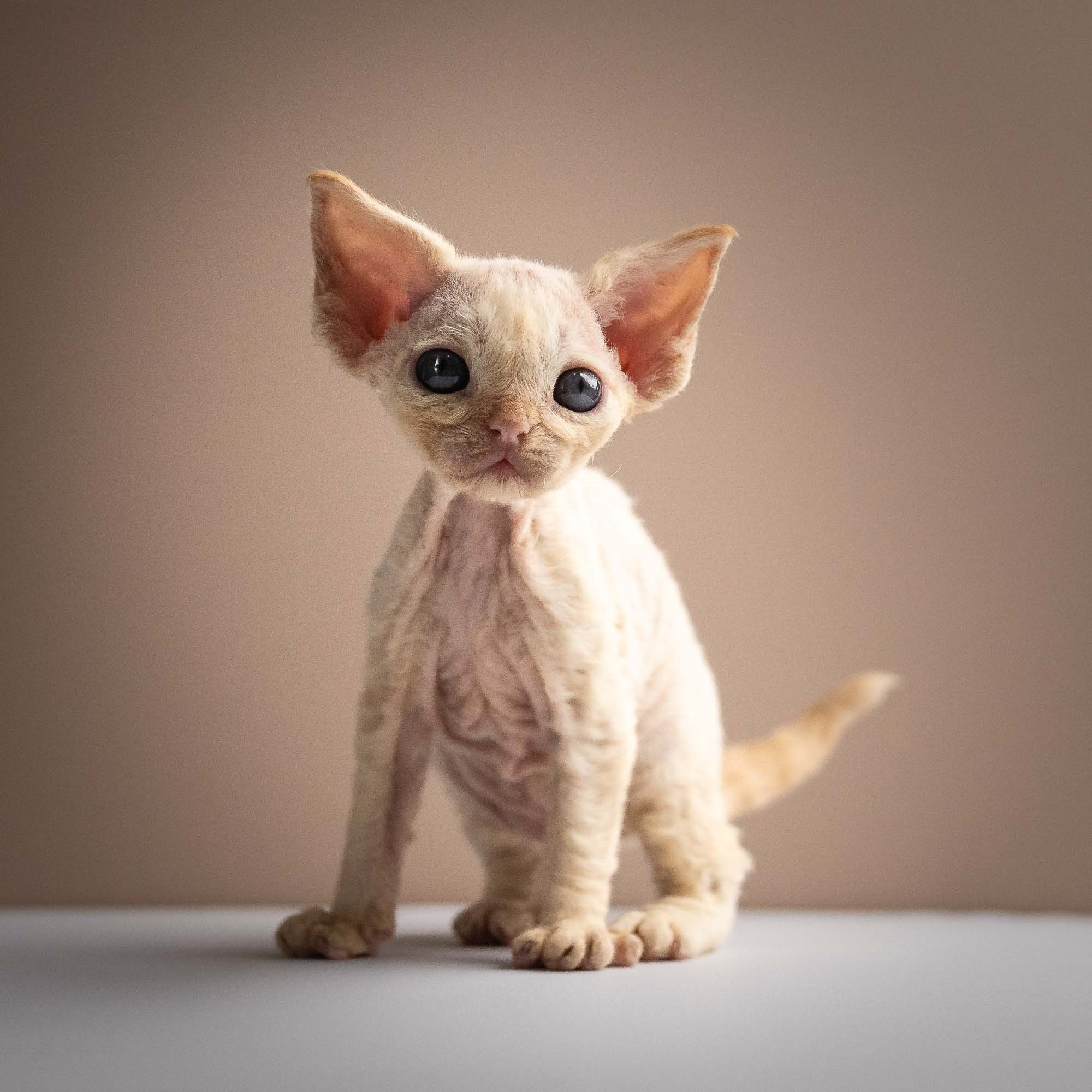 Rafael, boy, born 05.08.26. Devon Rex Pixie Cattery