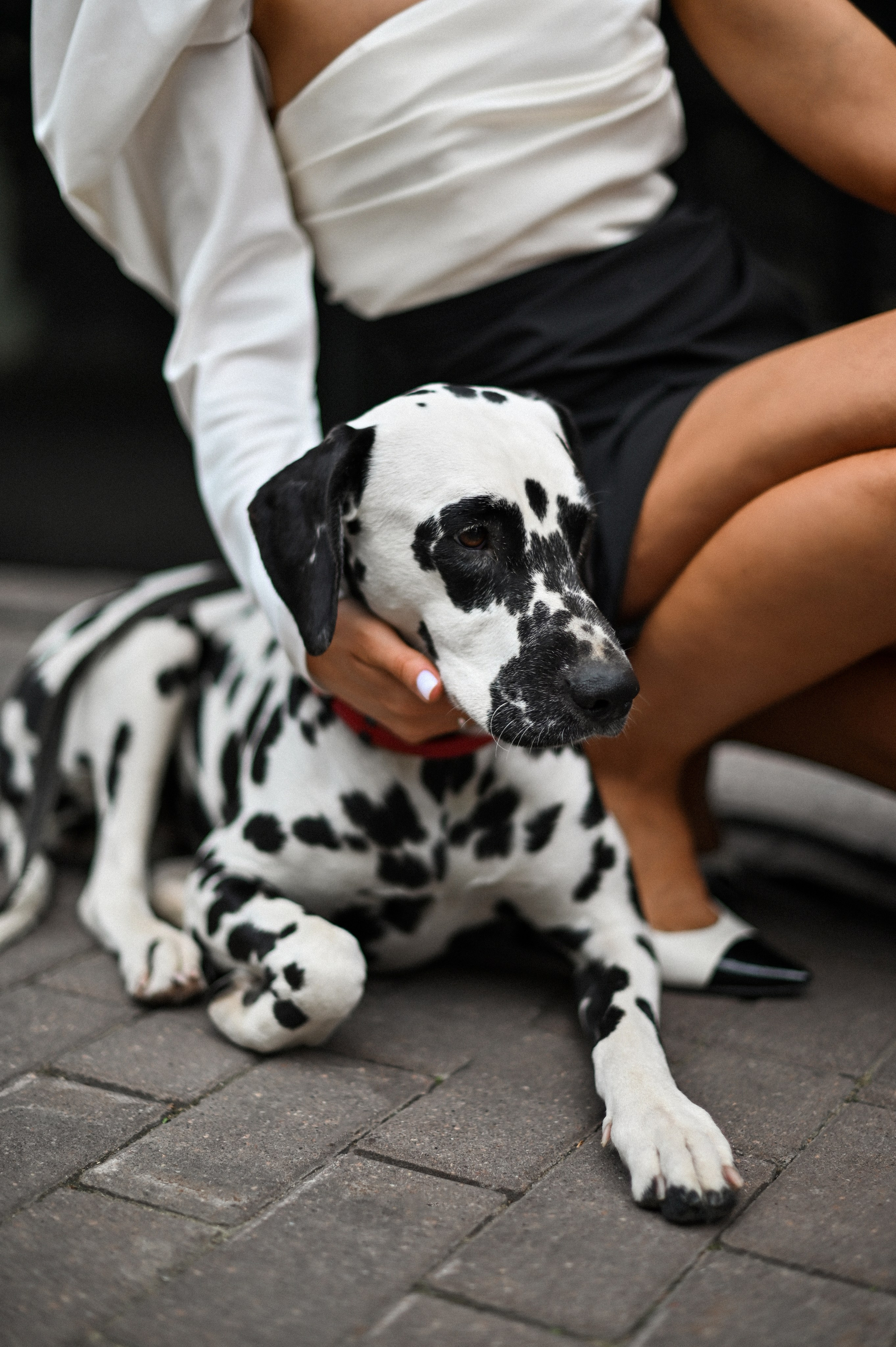 Прогулка с далматинцами. Детский и семейный фотограф в финляндии дина пулкка. контент фотограф