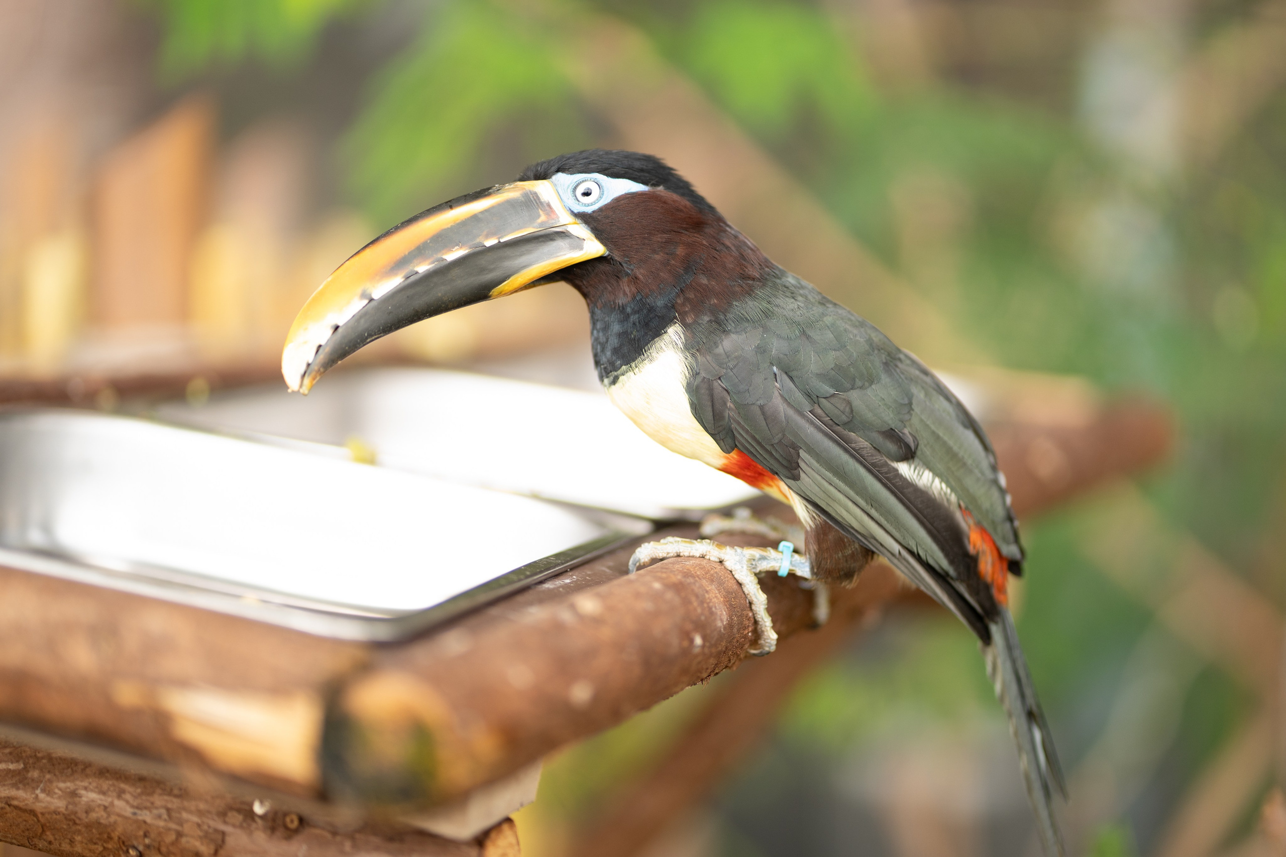 Tierwelt. Bürgerreporter & Amateurfotograf in Hannover