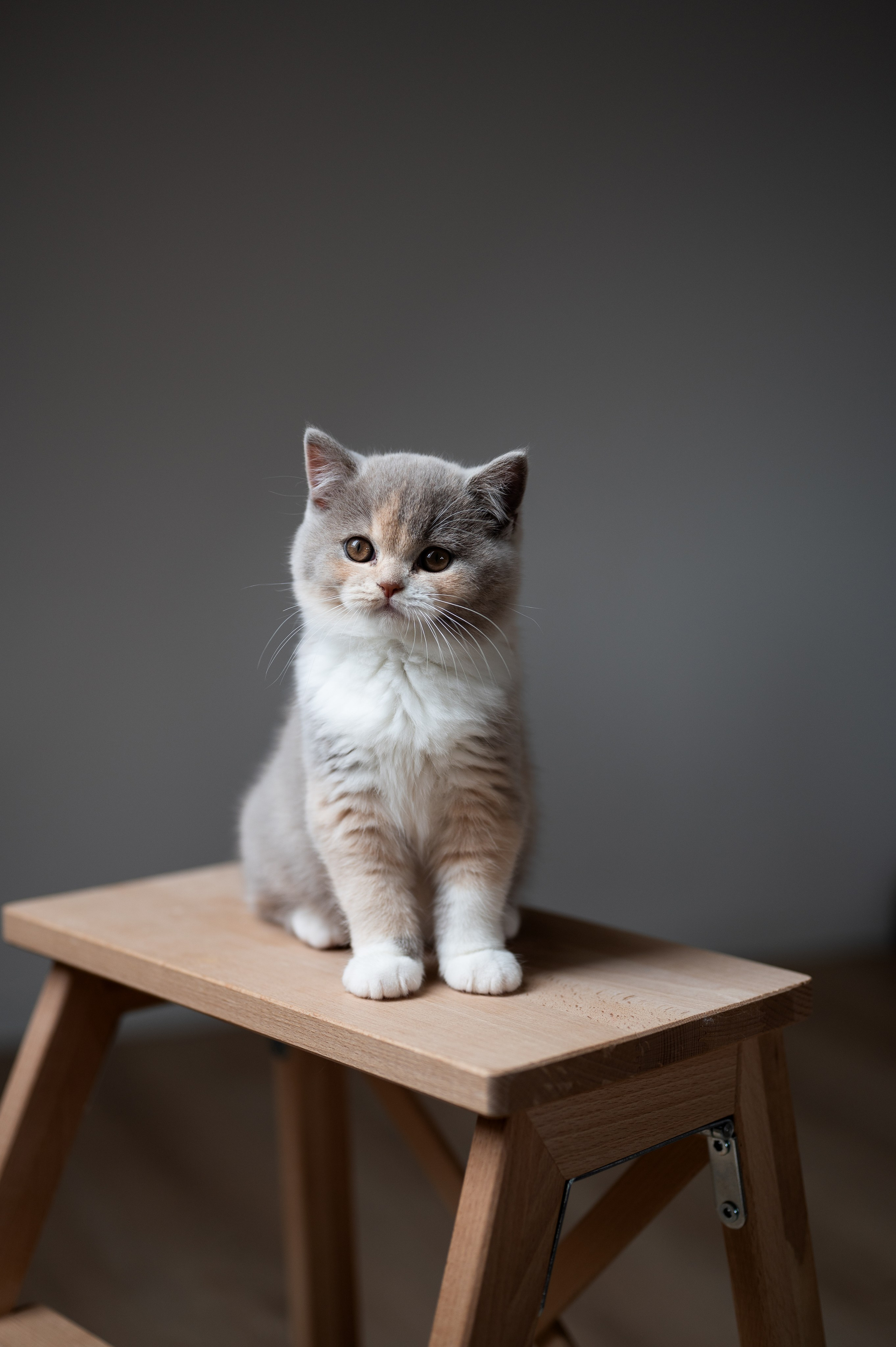 Kätzchen. Tierfotografie und Familienfotografie in der Hallertau