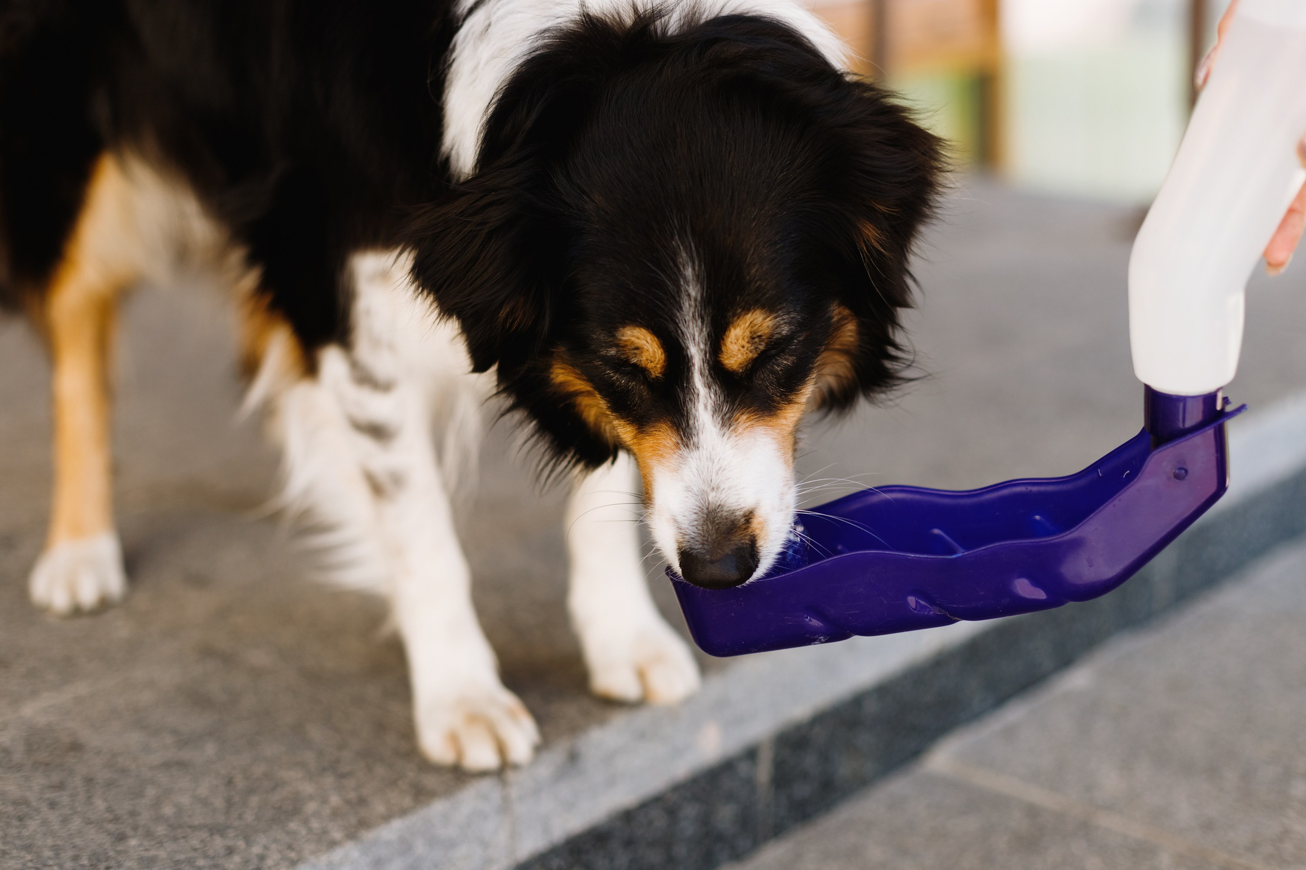 Dog trainer blog content. Kaja | fotograf we Wrocławiu | ludzie i psy