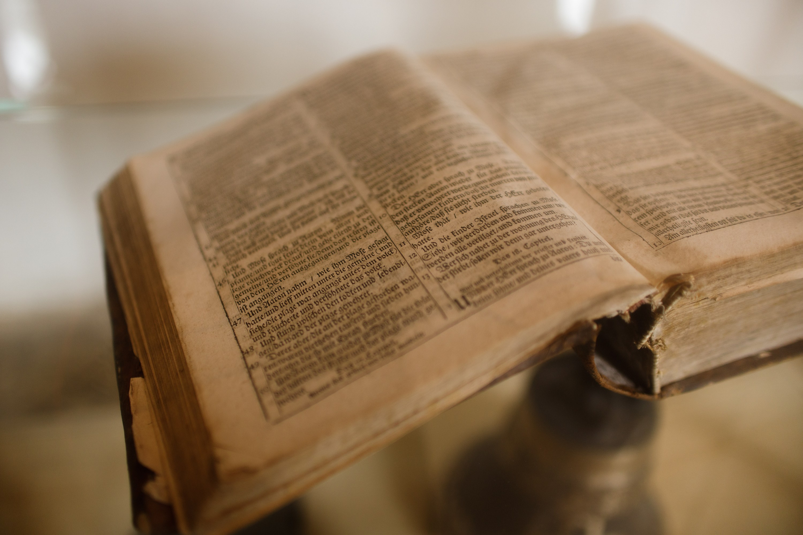 Zamek Grodziec. Kaja | fotograf psów we Wrocławiu