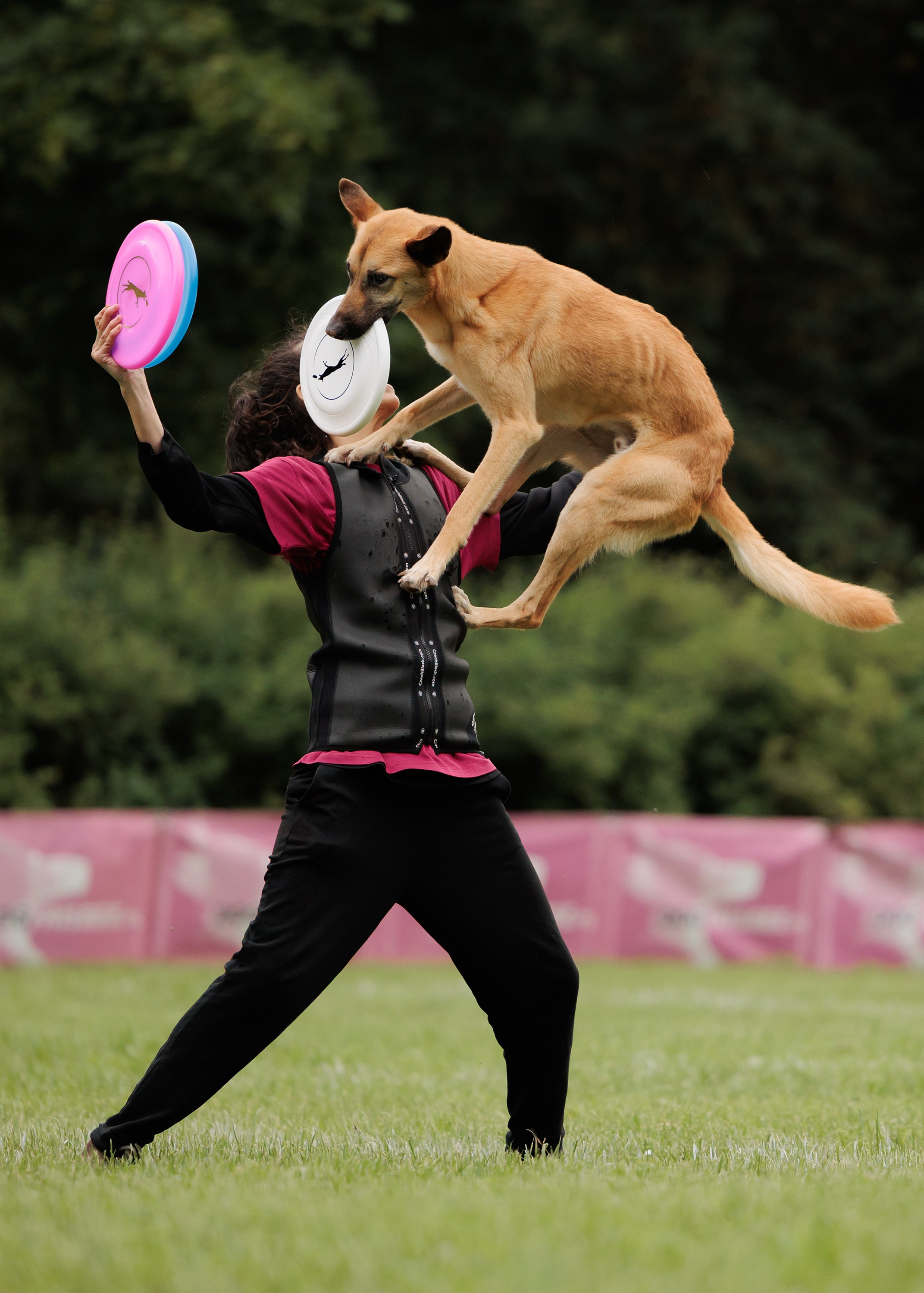 Latające psy, Wrocław'25. Kaja | fotograf psów we Wrocławiu