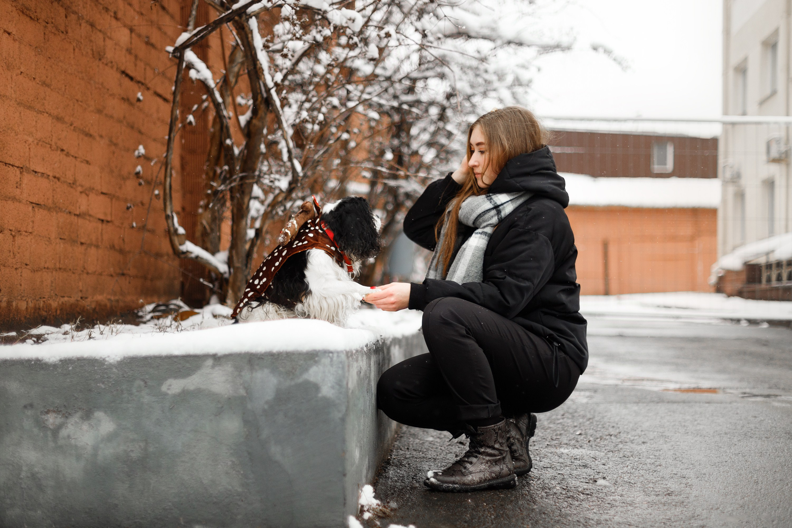 Uliana & winter spaniels. Kaja | fotograf psów we Wrocławiu