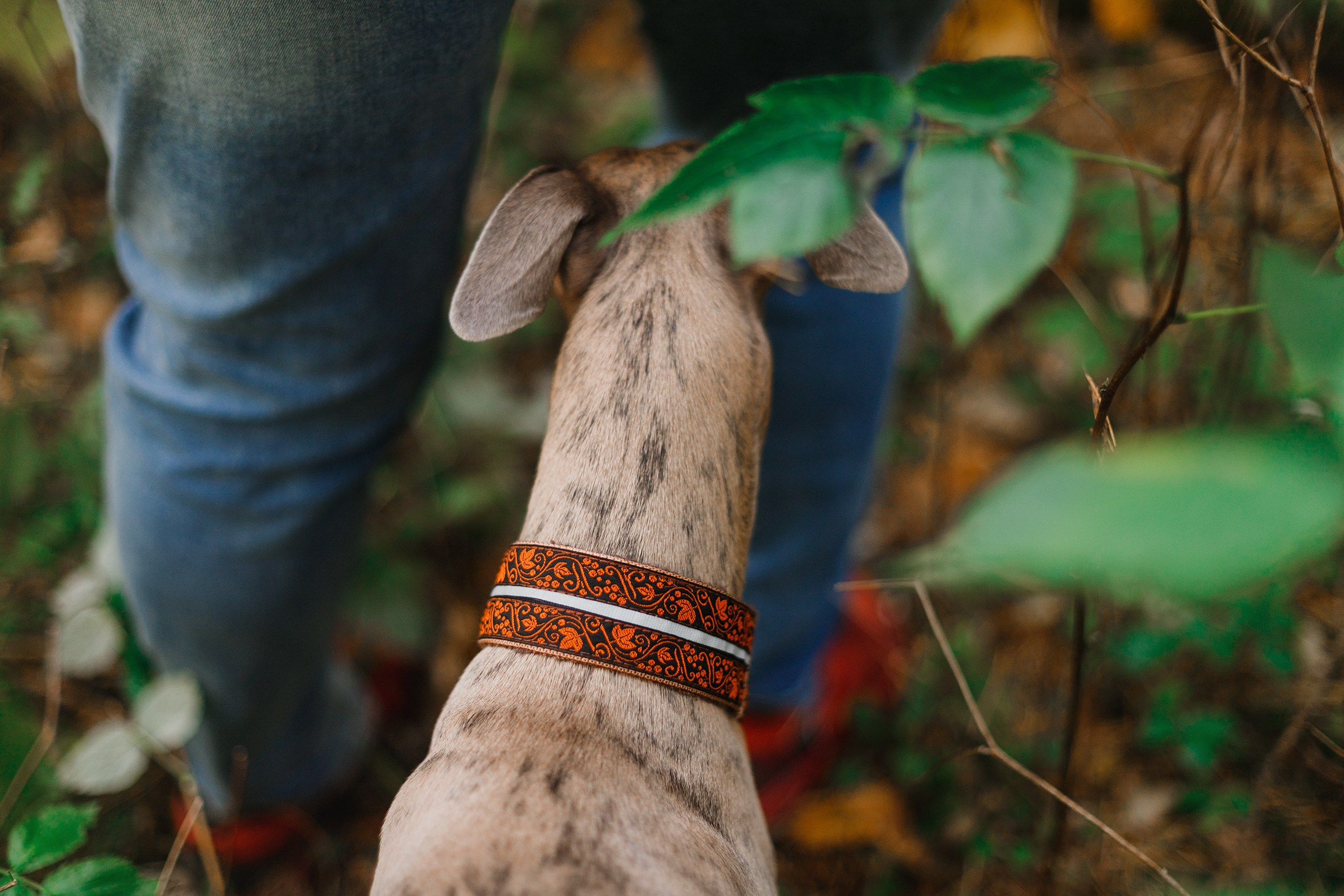 «Kasmach» dogs ammunition. Kaja | fotograf we Wrocławiu | ludzie i psy