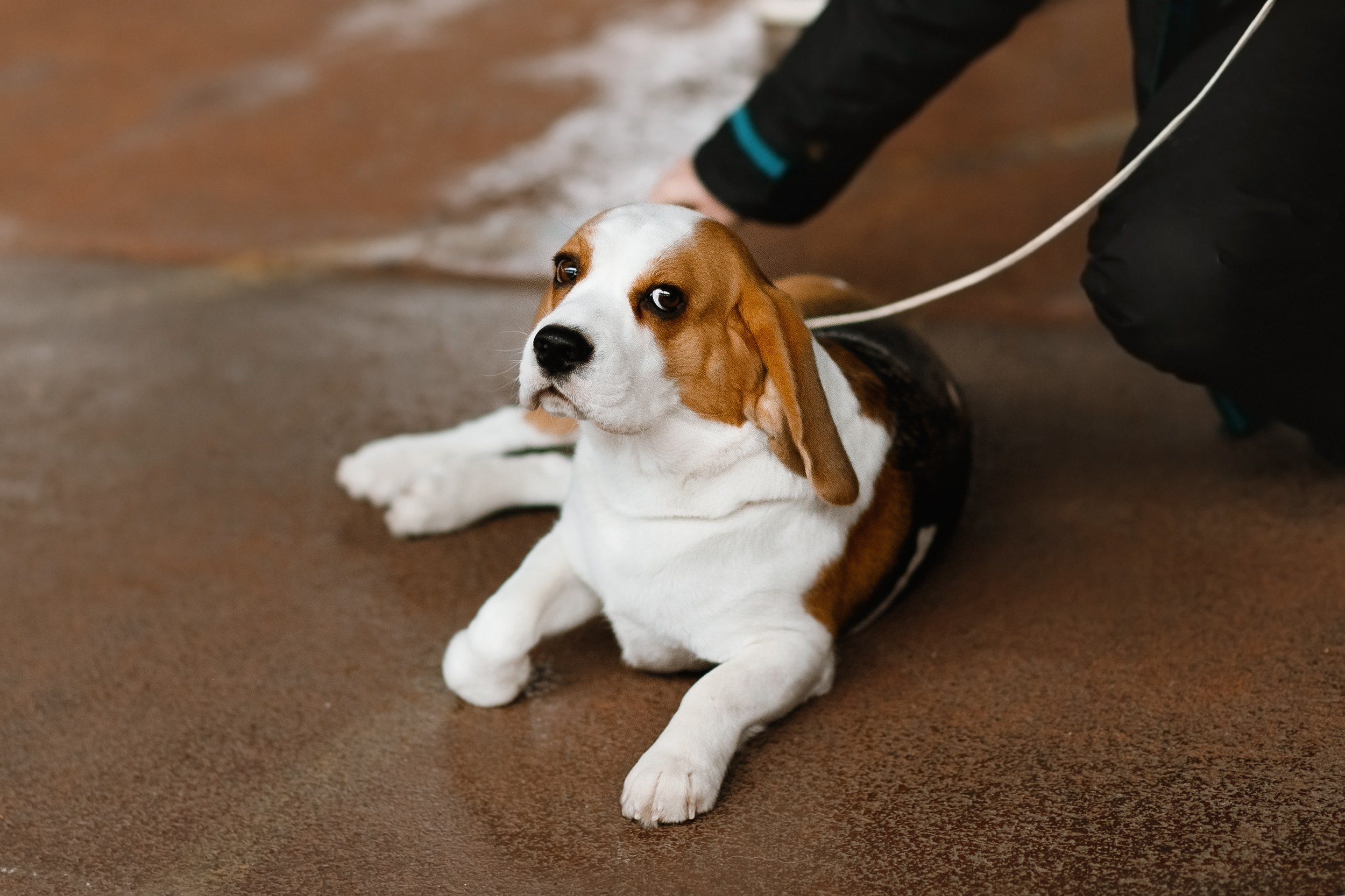 Dog shows | the best ones. Kaja | fotograf psów we Wrocławiu