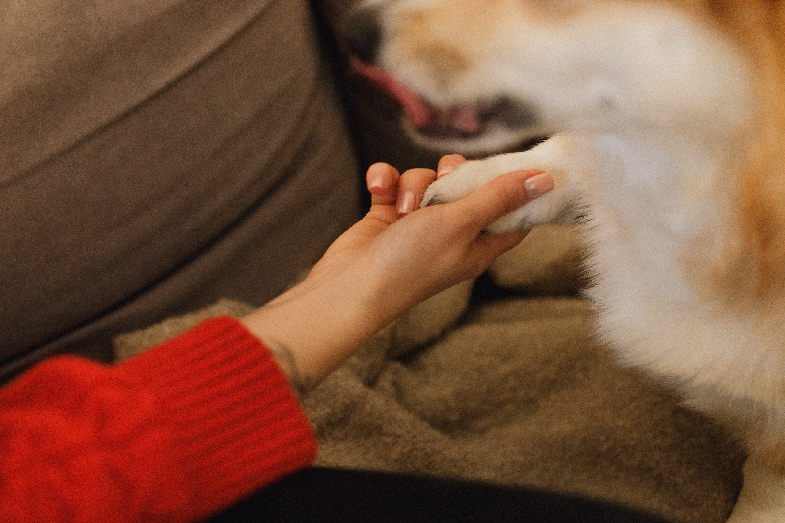 Dasha & Daisy. Kaja | fotograf psów we Wrocławiu