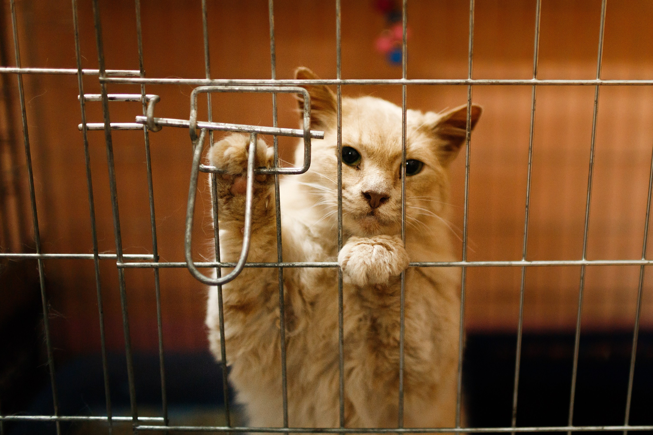 Shelter's cats for adoption. Kaja | fotograf we Wrocławiu | ludzie i psy