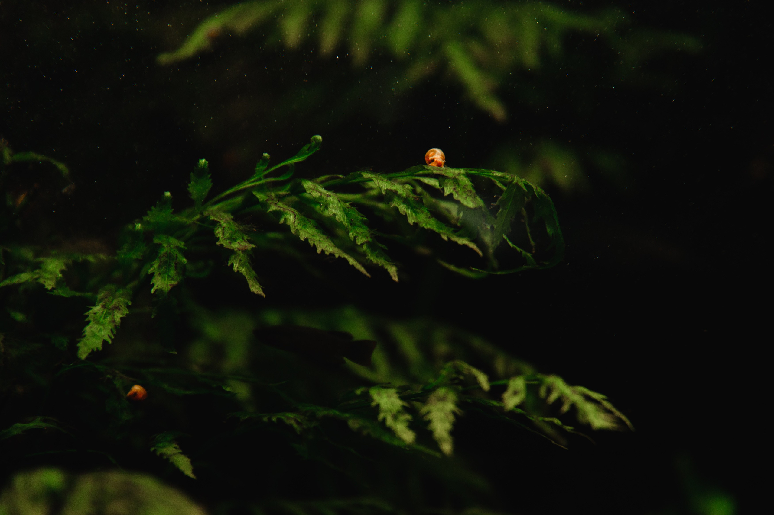 Botanical garden in Wroclaw. Kaja | fotograf we Wrocławiu | ludzie i psy