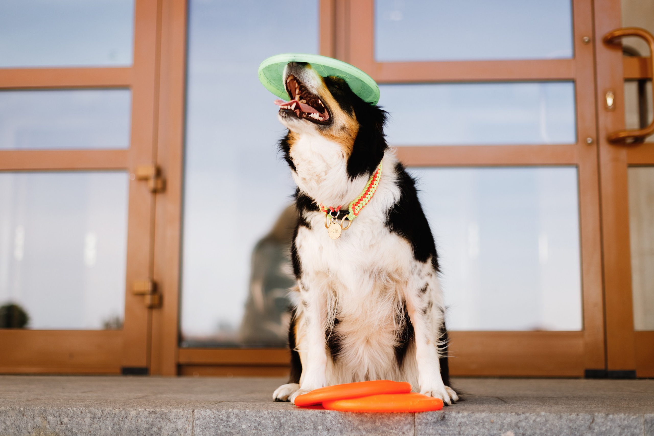 Dog trainer blog content. Kaja | fotograf we Wrocławiu | ludzie i psy