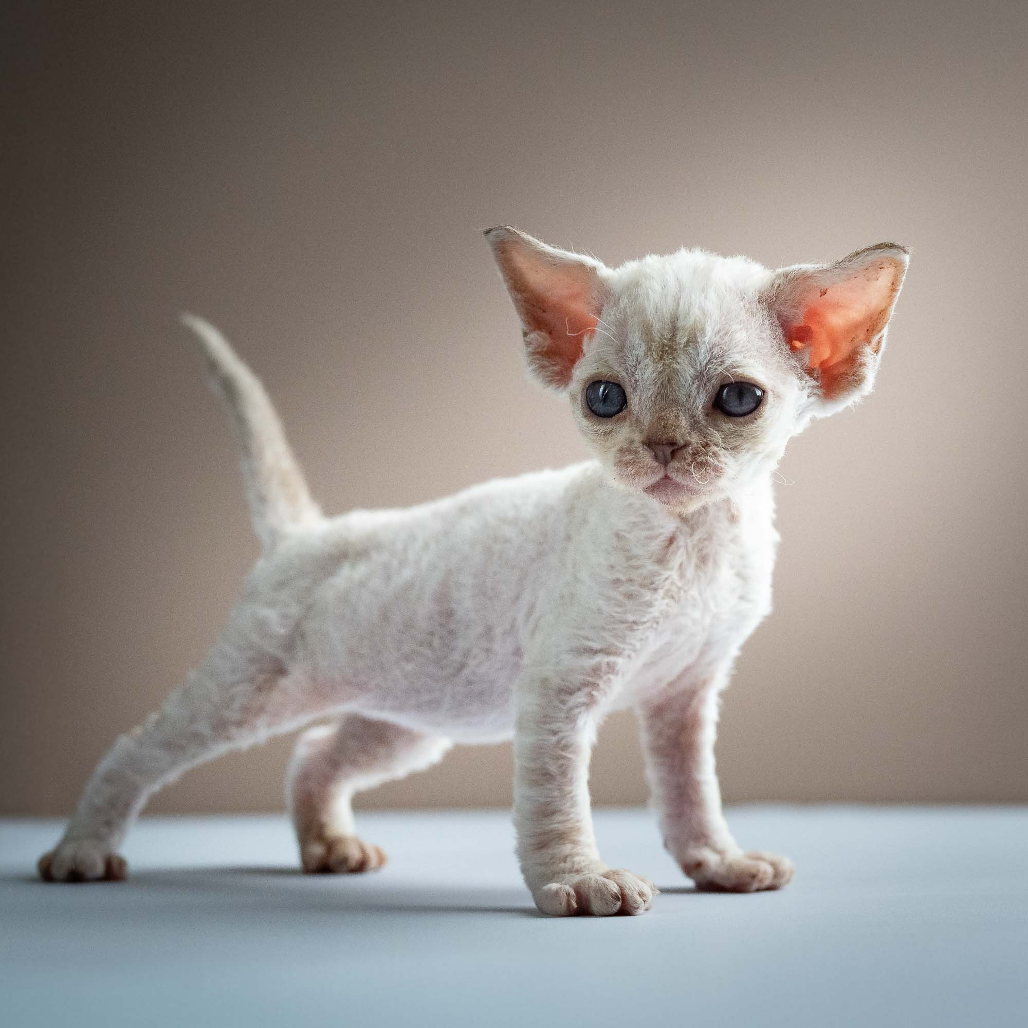 Selena, girl, born 05.08.26. Devon Rex Pixie Cattery