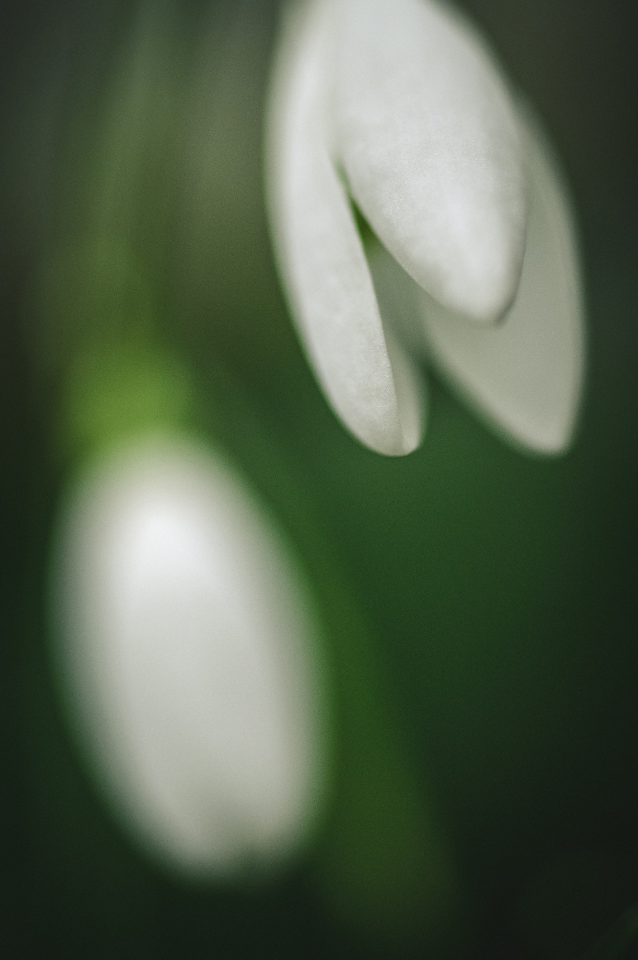 Intimate Landscapes. Nature Photographer and Videographer from Germany