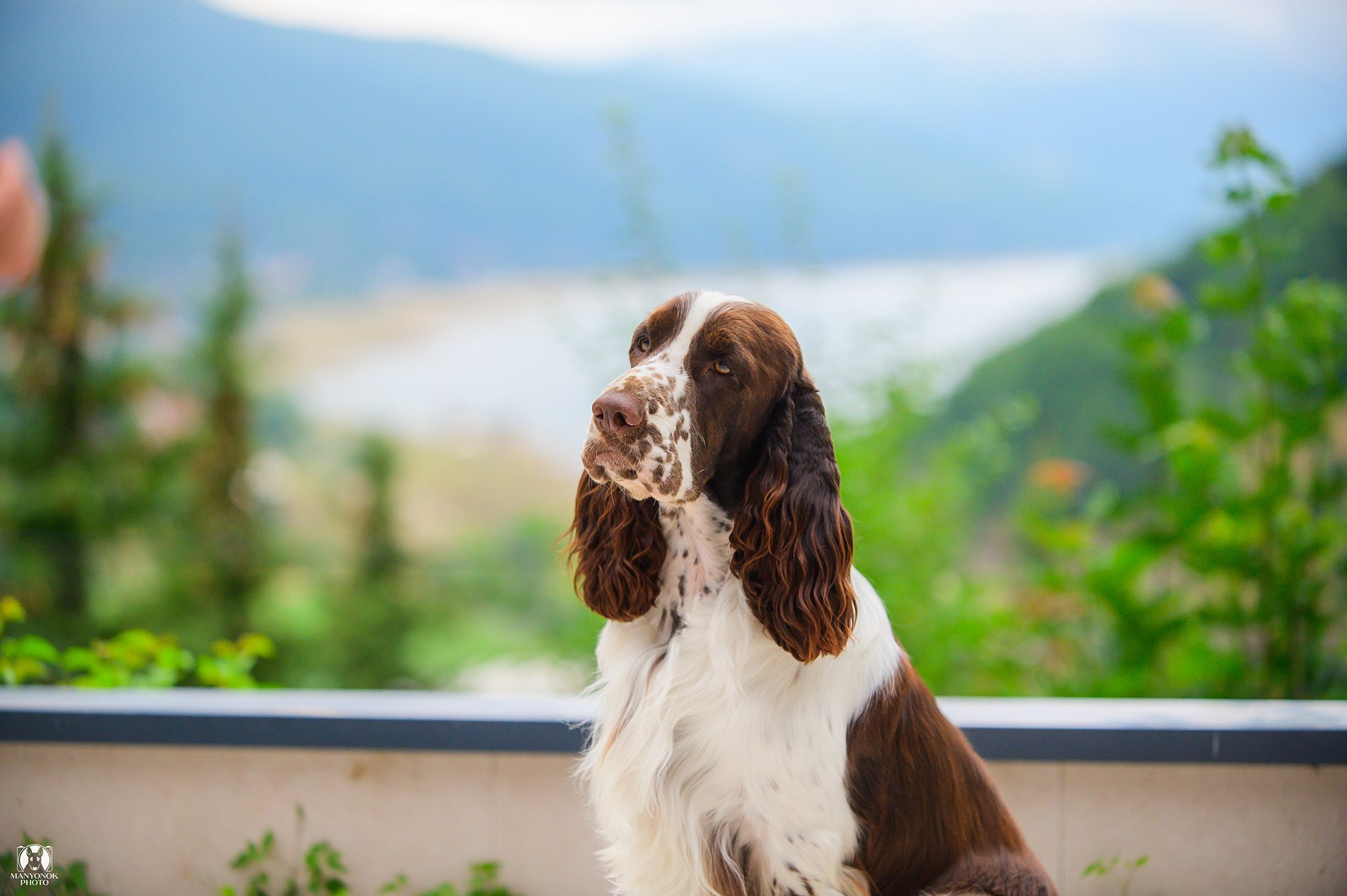Photo of springer spaniel with mountains in the background