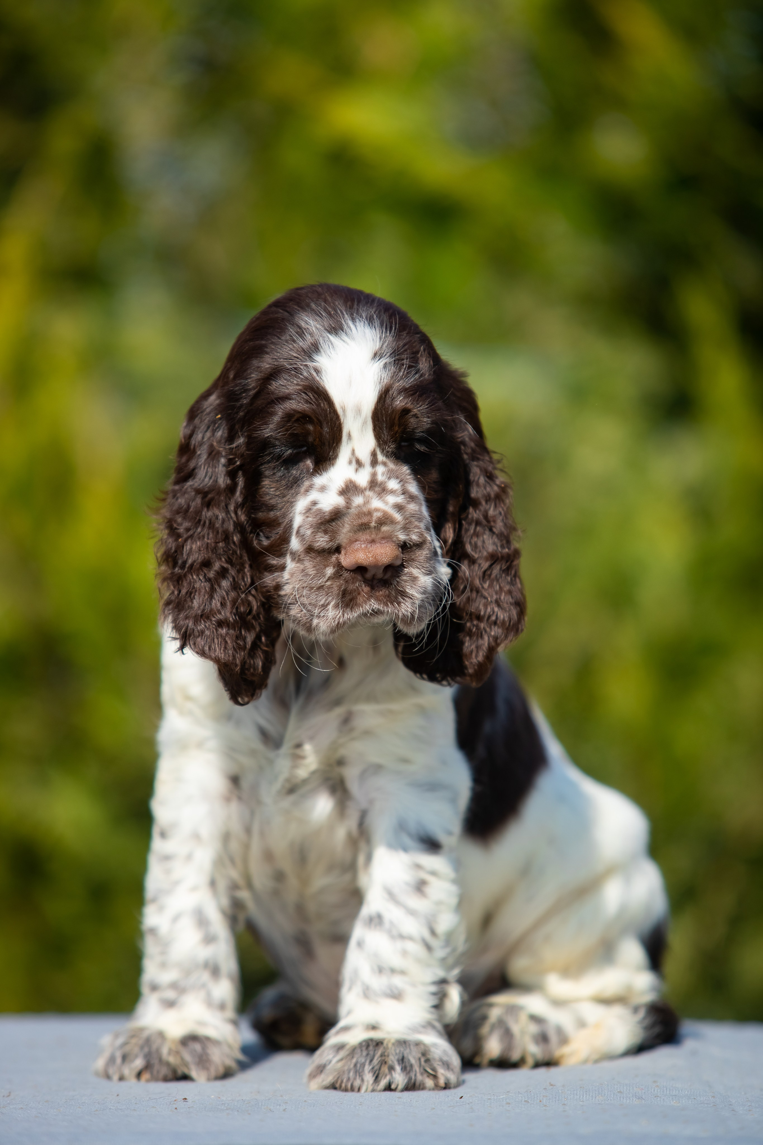 Male — Blue collar 💙. Website of the titled stud dog of the Springer Spaniel breed
