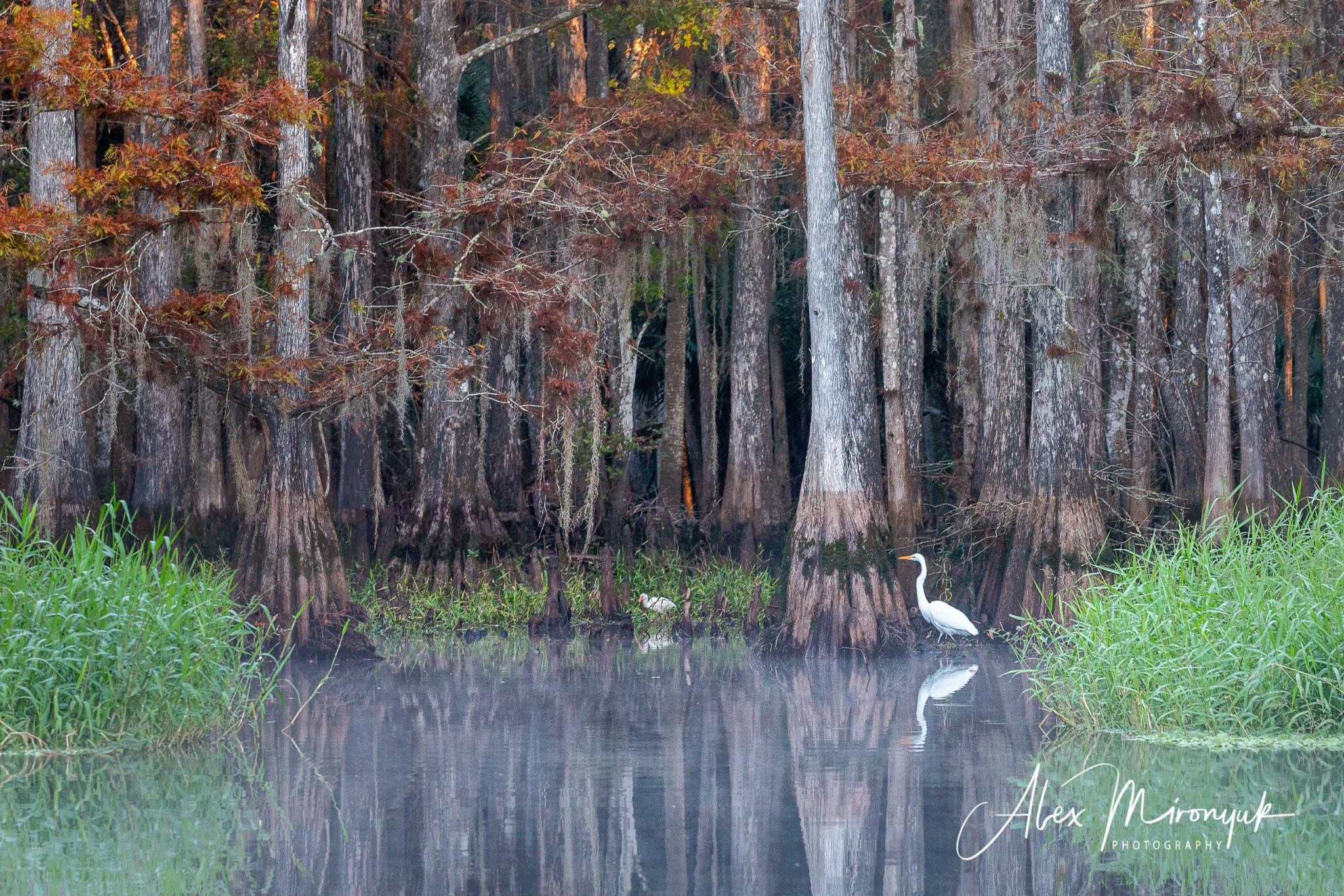 Exploring True Florida: Springs, Rivers & Manatees by Canoe. Pet, Senior, Landscape, portrait studio, photographer in Miami and Sou