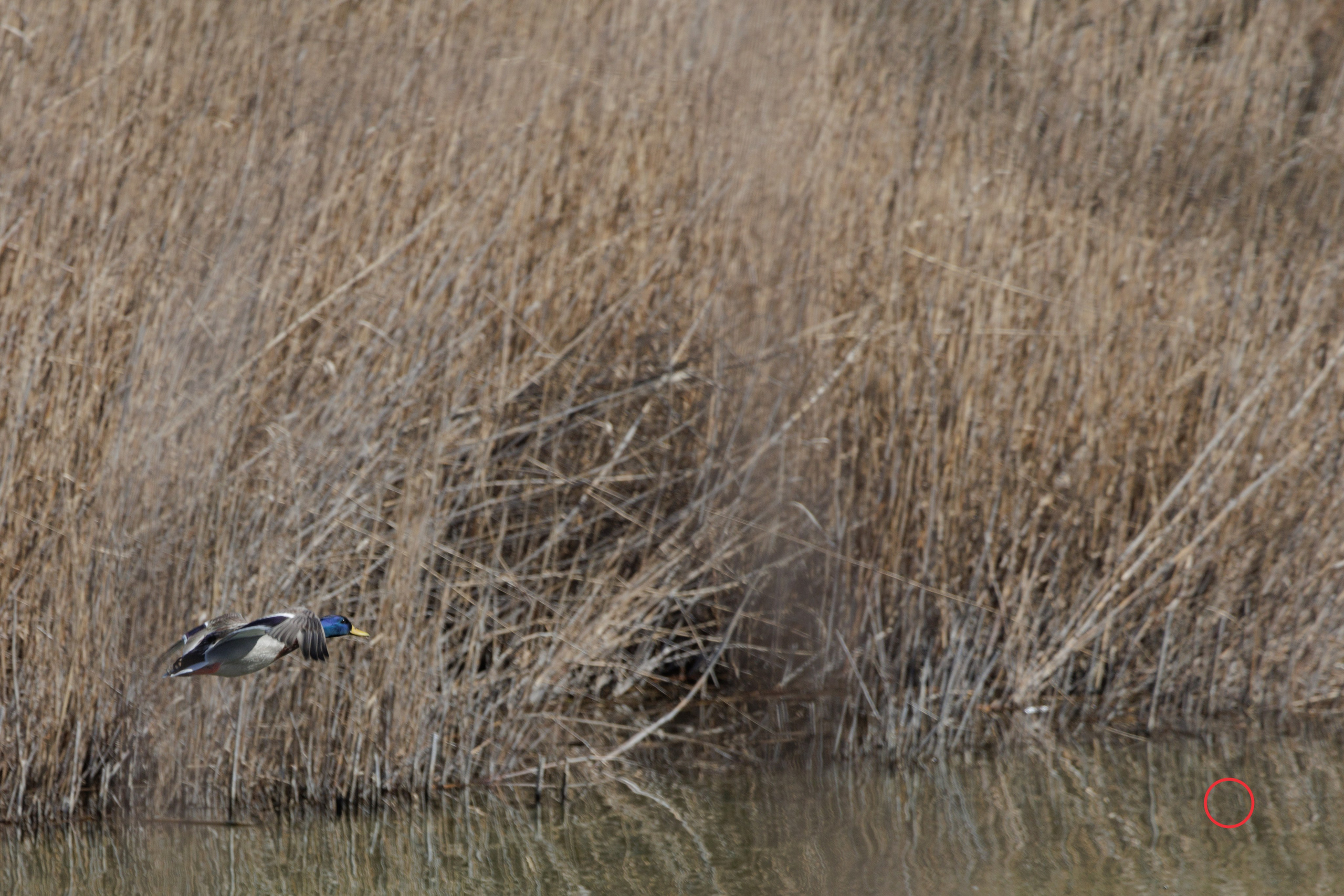 გასეირნება კრწანისის ტბებზე. FramefreeMan