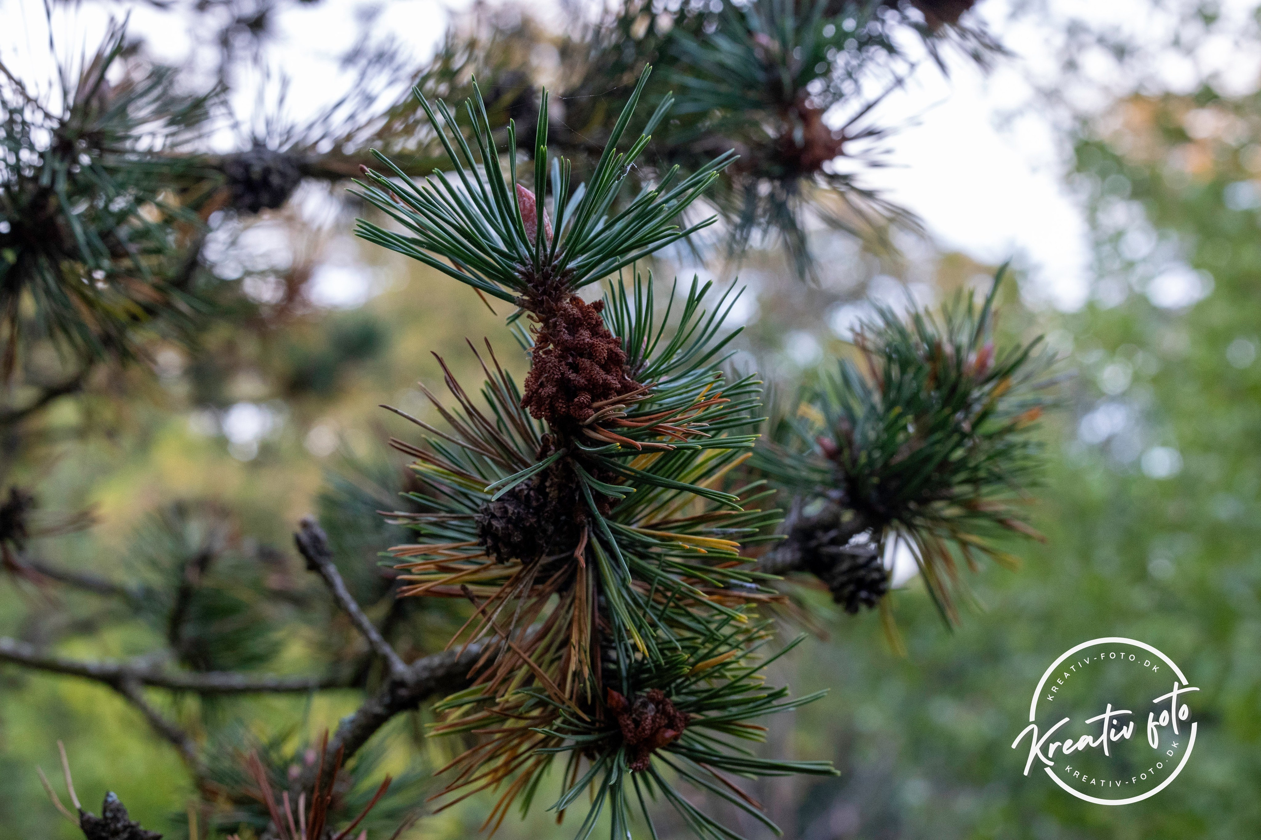 Efterår. Fotograf Aarhus | Portrætfoto Århus | Flotte billeder