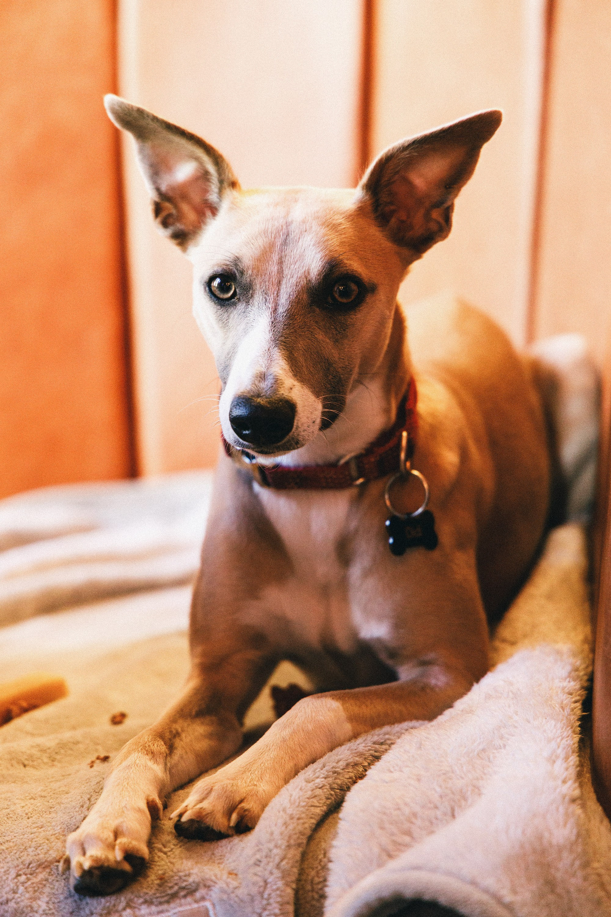 Wedding dog relaxing at home before a small London wedding