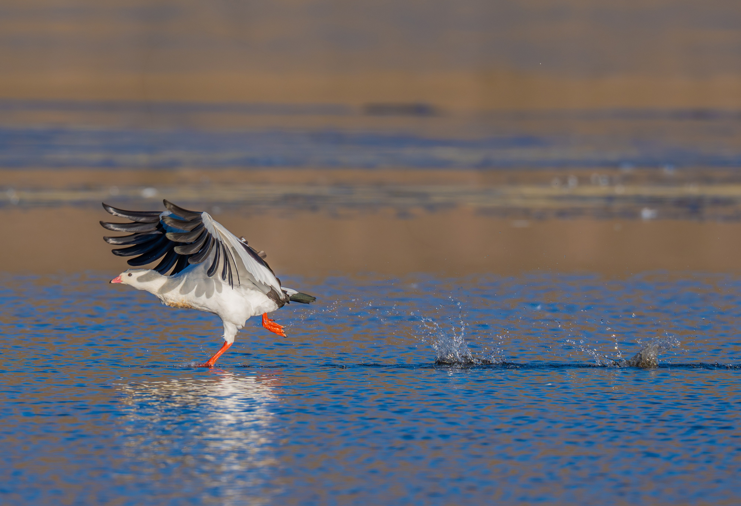 Ganzos. Nature photographer Yuri Soria-Galvarro
