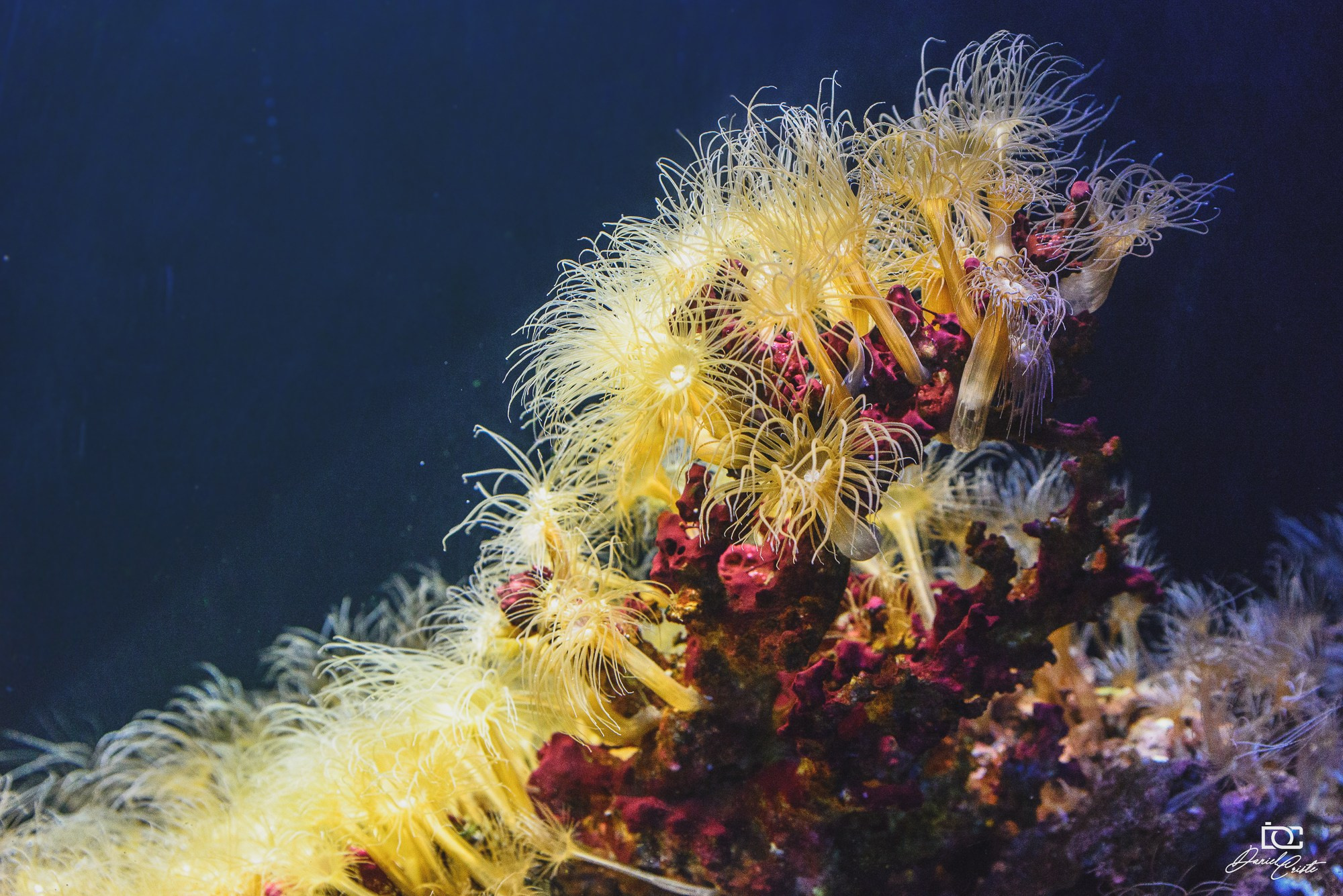 Peisaj /natura. Daniel Criste Fotograf