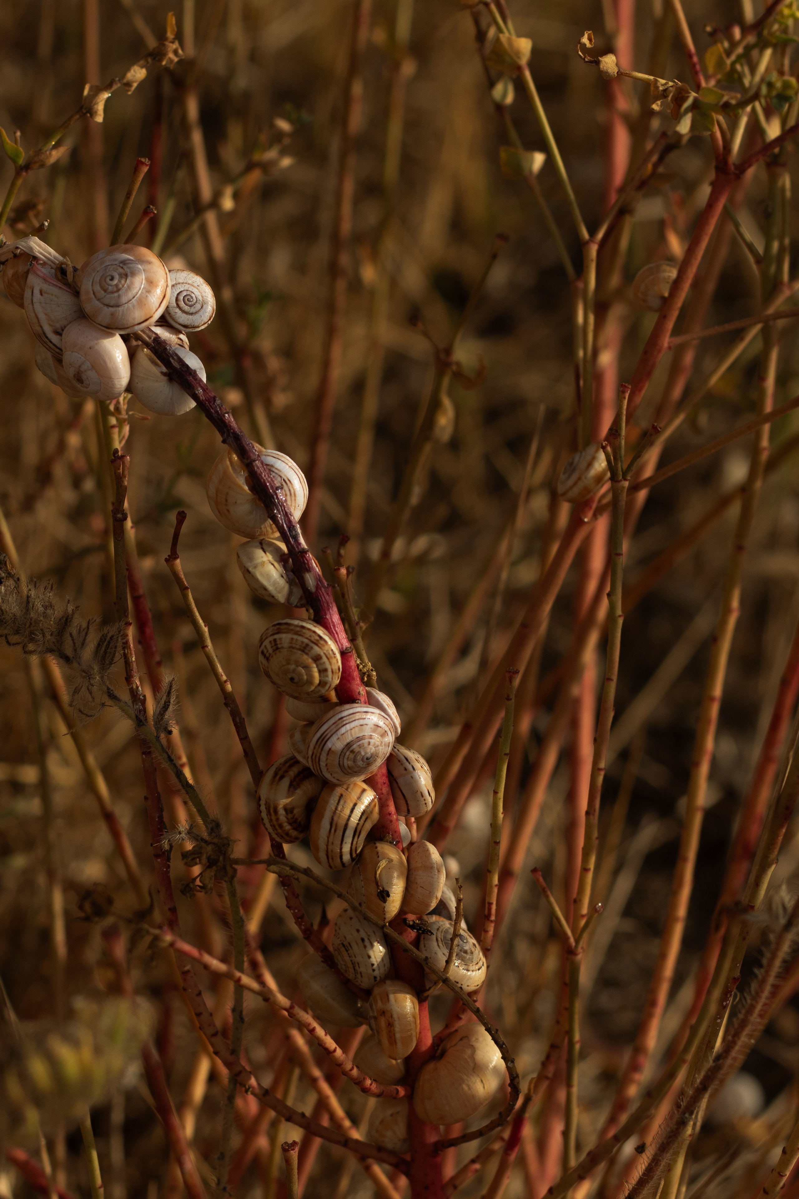 Olga Valencia. Свадебный и портретный фотограф в Валенсии Дмитрий Леонов