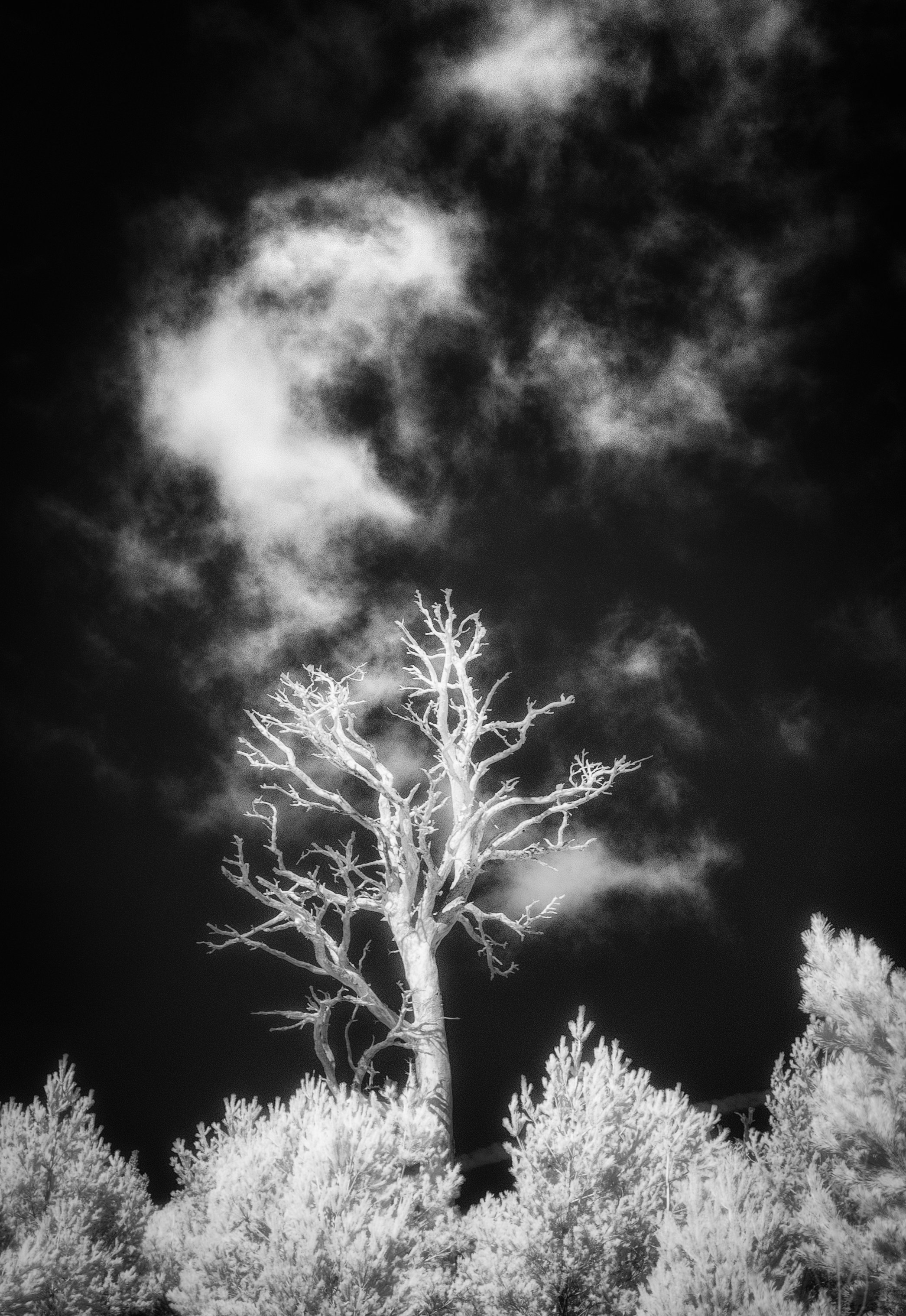Trees. Infrared Scotland