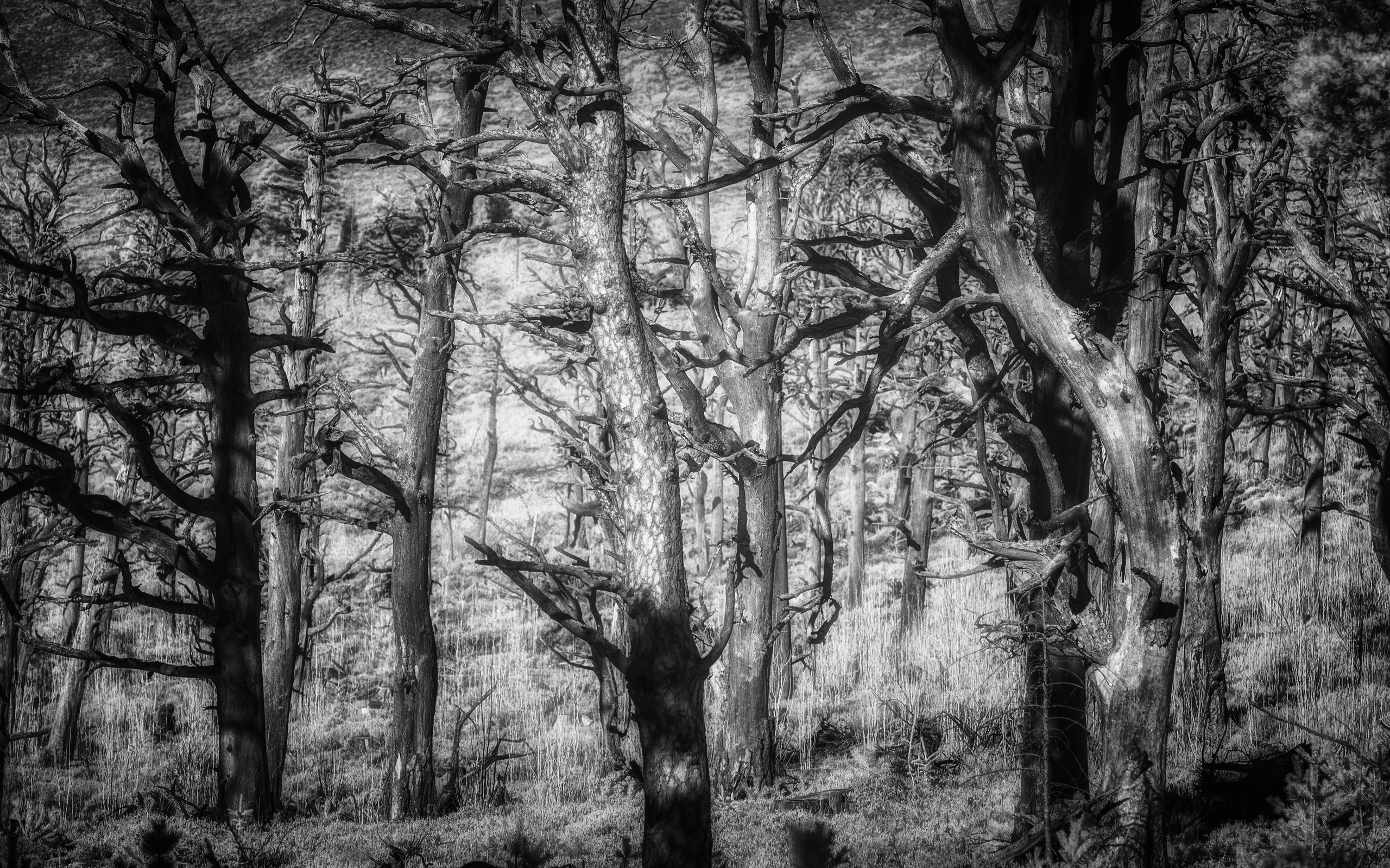 Trees. Infrared Scotland