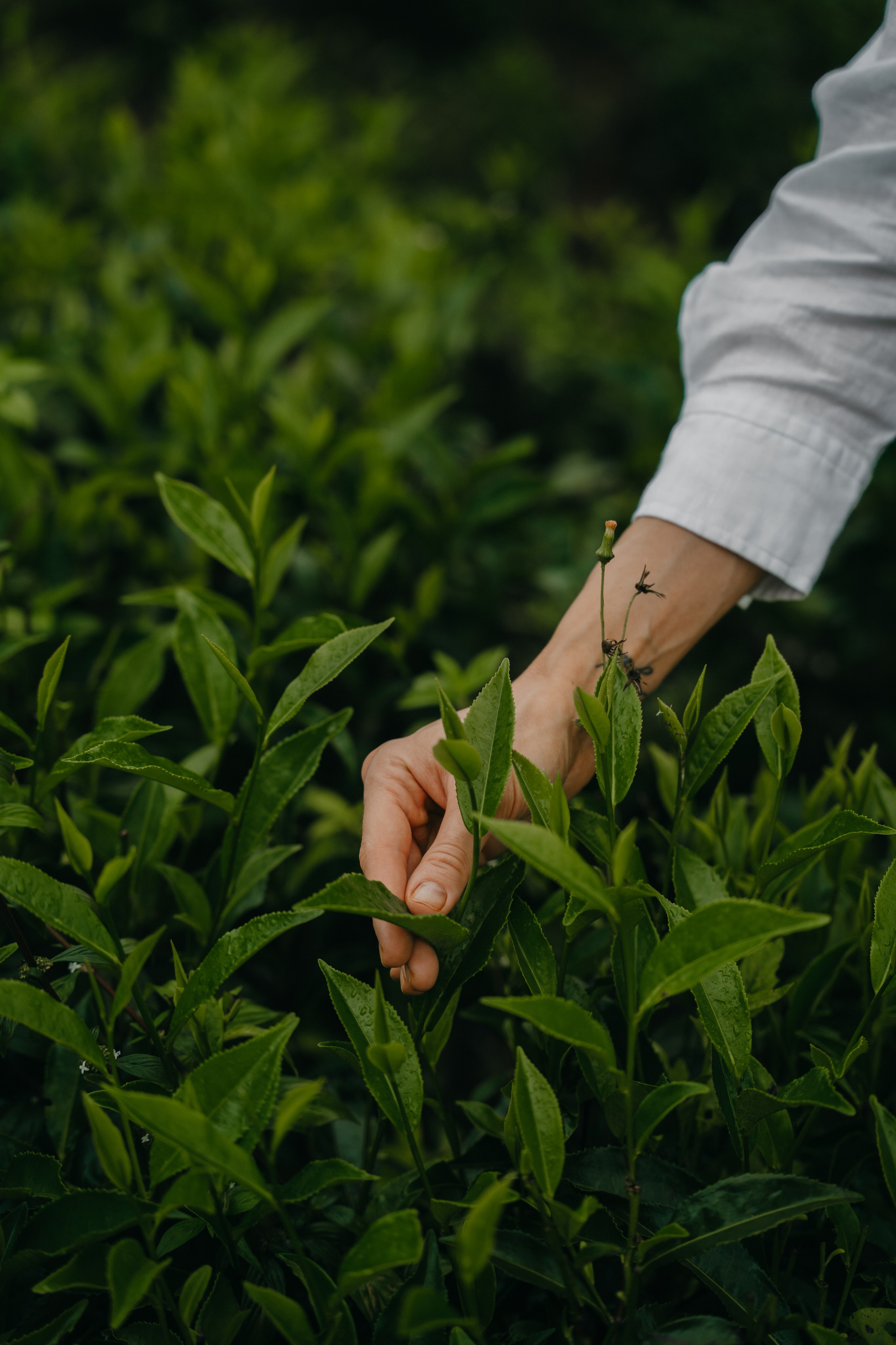 Relais & Châteaux, Tea Trails, Sri Lanka. Editorial photographer Yuliya Drazdovich