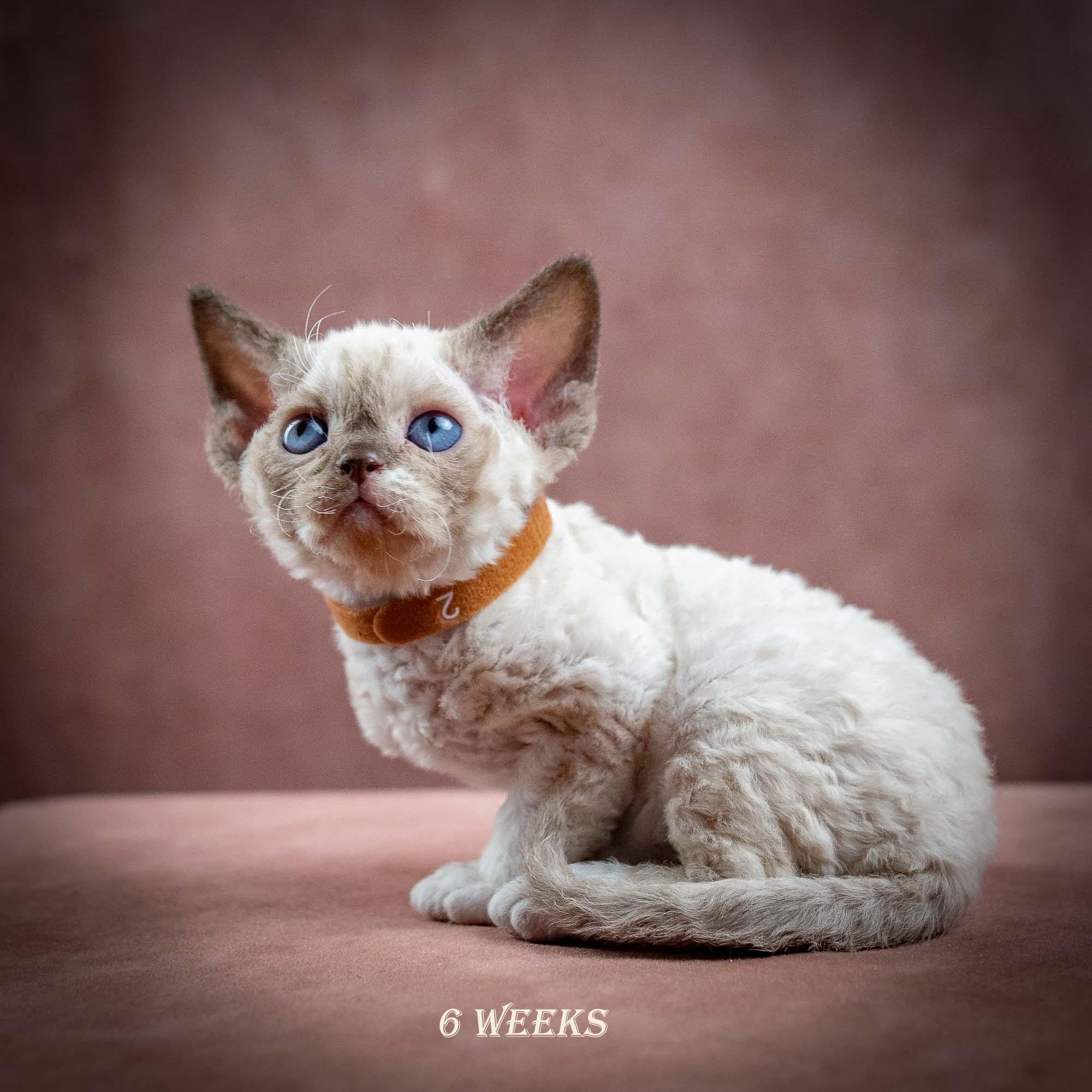 Indy, boy, born 06.01.2025. Devon Rex Pixie Cattery