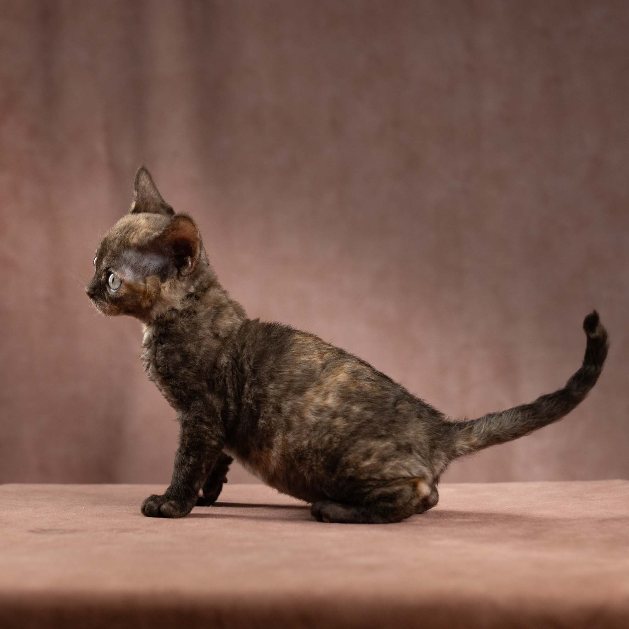 Dory, girl, born on 06.06.24 SOLD. Devon Rex Pixie Cattery