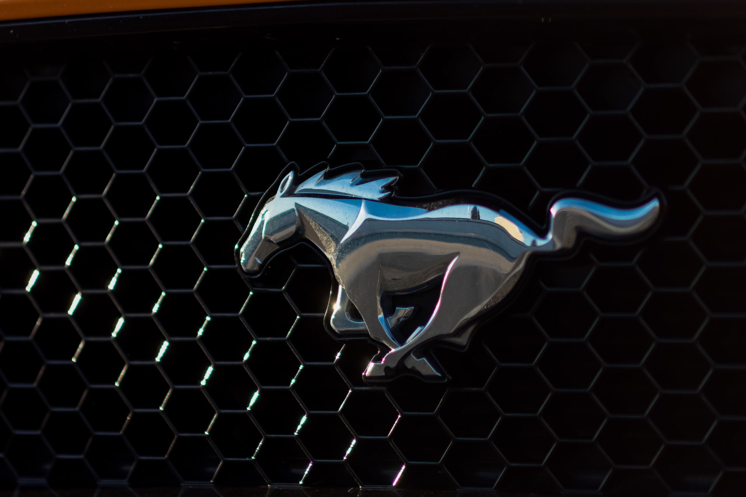 Mustang. Rodzinny i weselny fotograf w Szczecinie, Dennis