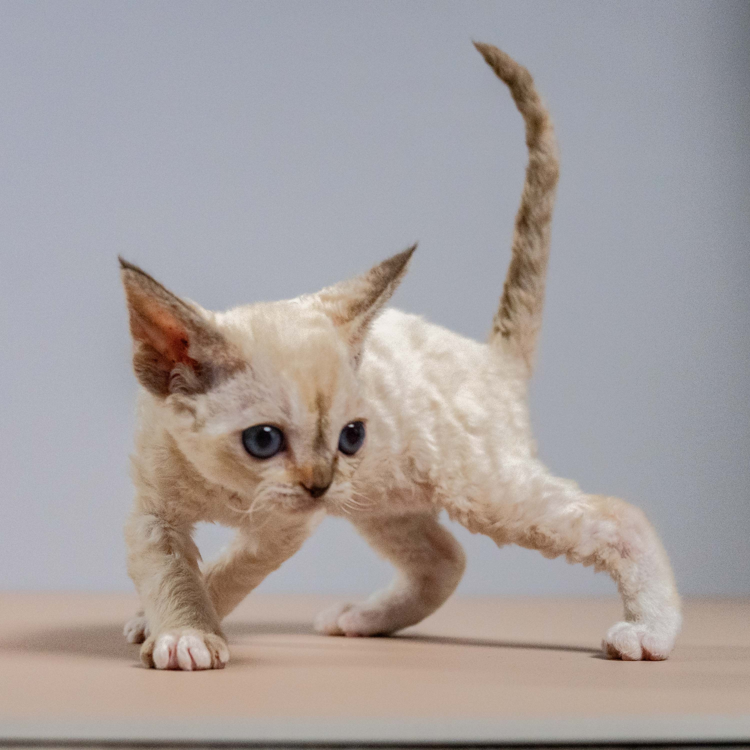 Lily, girl, born 12.20.2025. Devon Rex Pixie Cattery