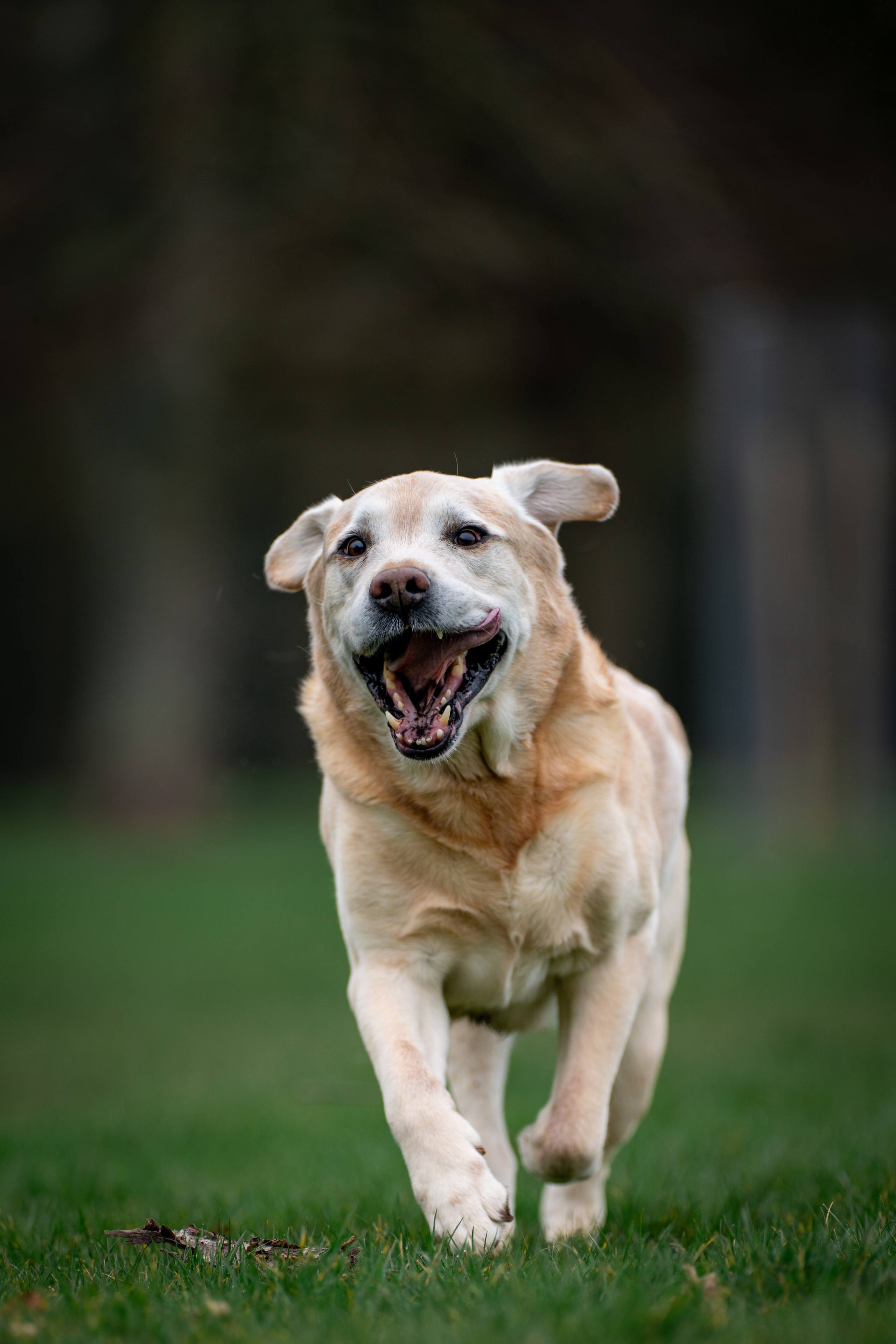 Canine. Leicestershire Equine Photography by El | Authentic Equine Portraits & Events