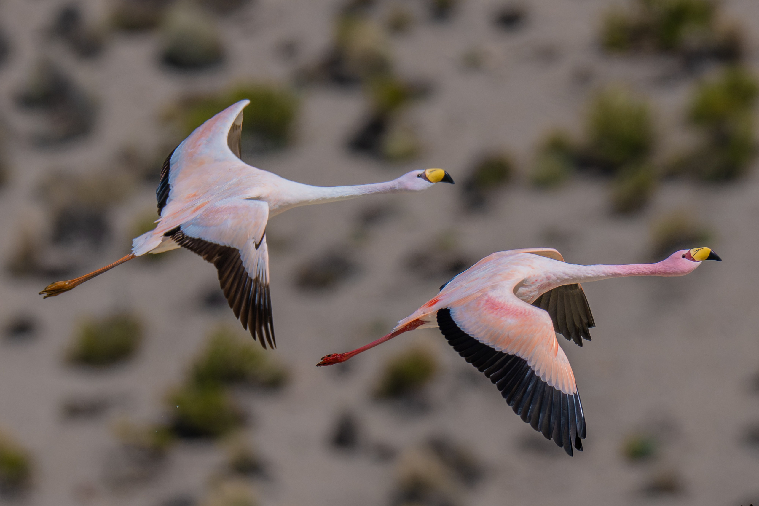 Flamencos. Nature photographer Yuri Soria-Galvarro