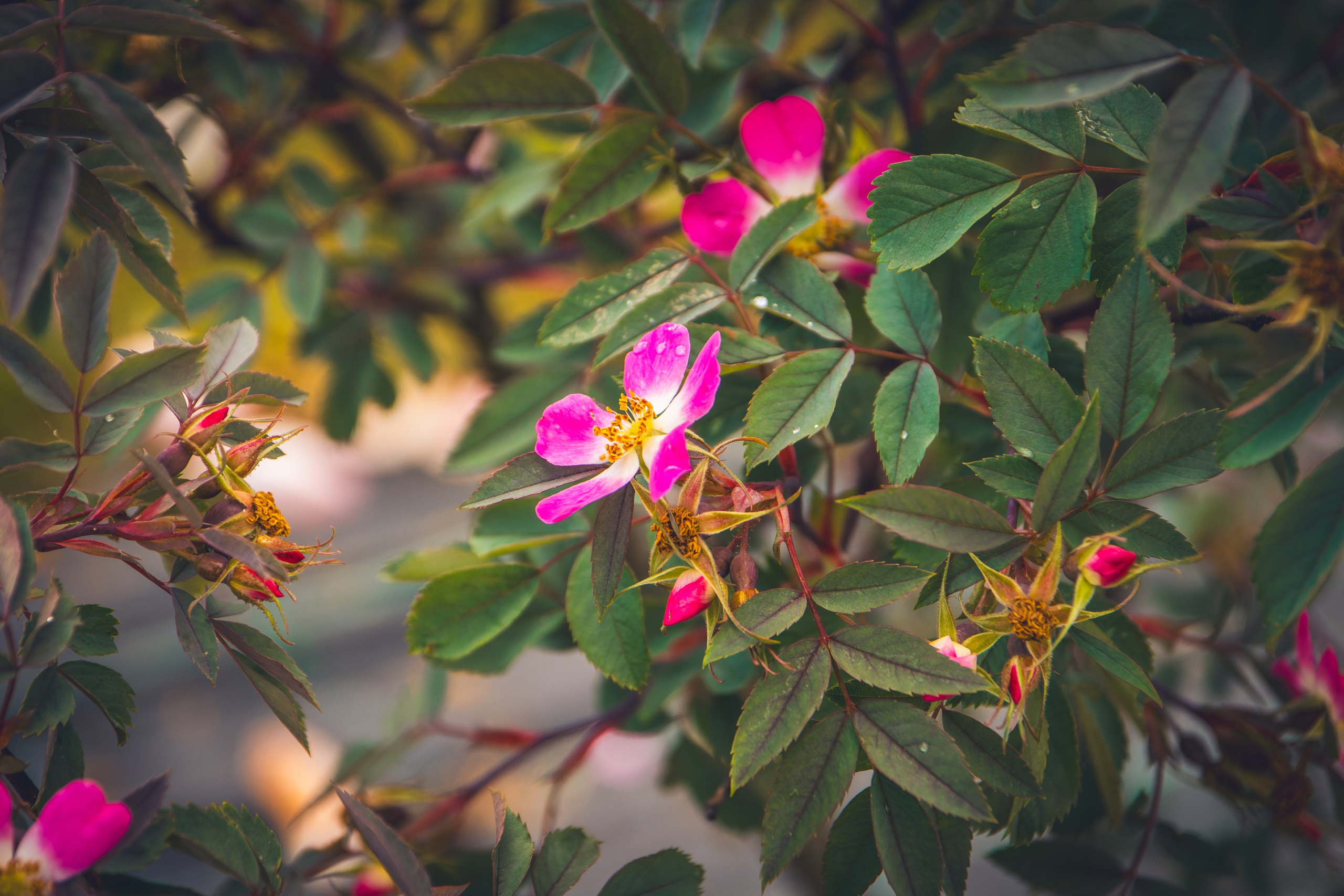 Saarema, reis. Nebula 25 — Fotod teie hingele