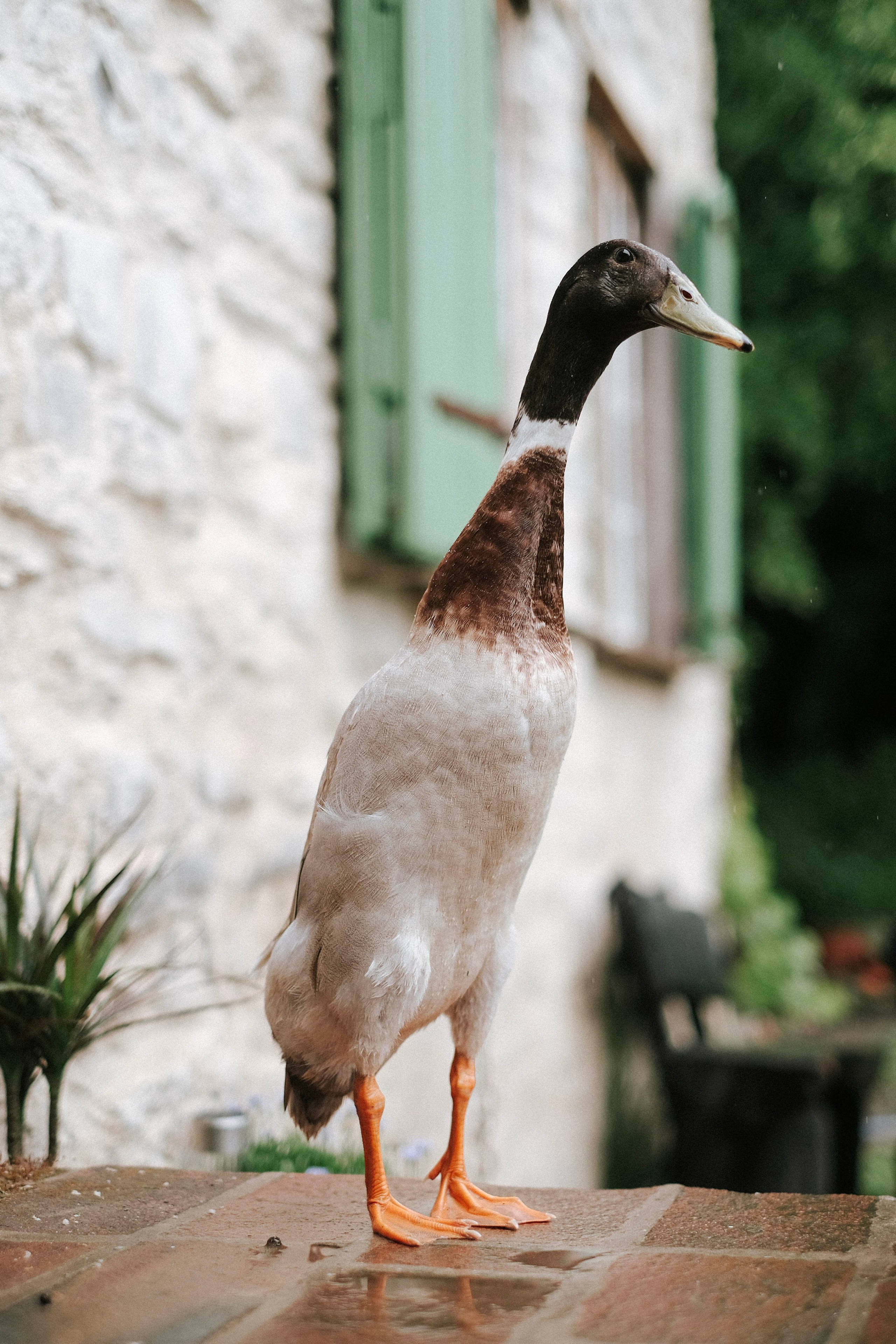 One year in a 500 years old house. Authentische Familienfotografie in Köln