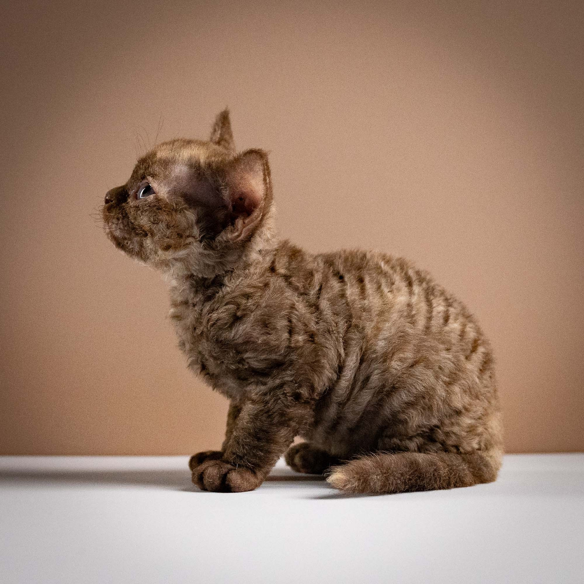Olivia, girl, born 02.08.26. Devon Rex Pixie Cattery
