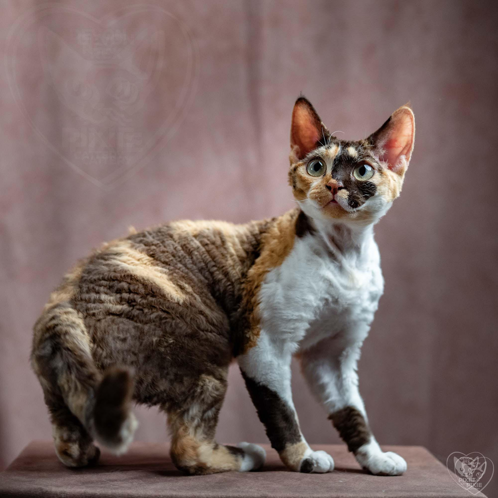 Dottie, girl, born on 06.06.24 NOT AVAILABLE. Devon Rex Pixie Cattery