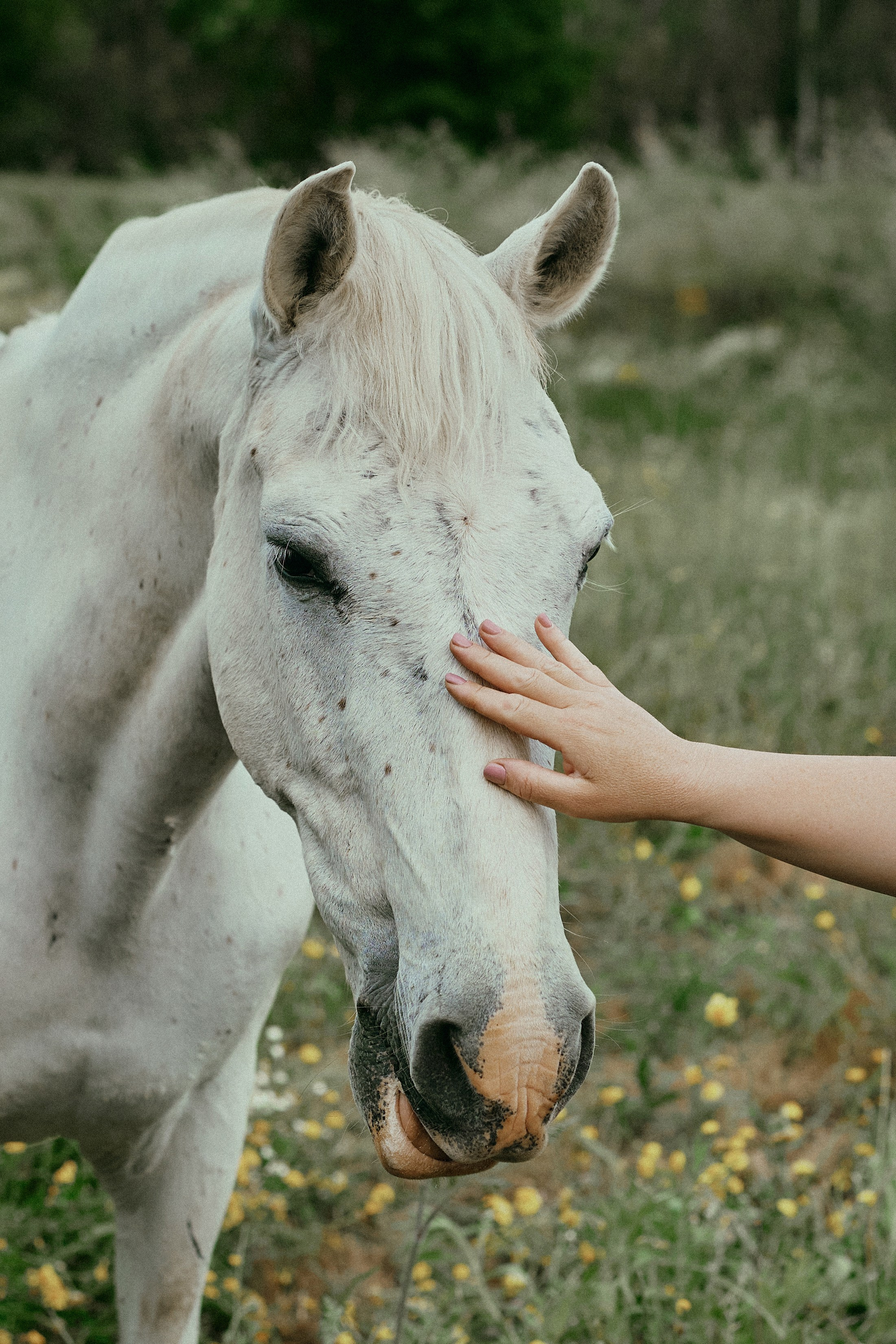 Летний день с лошадьми. Fotógrafa en España Zhanna Zakharchenko