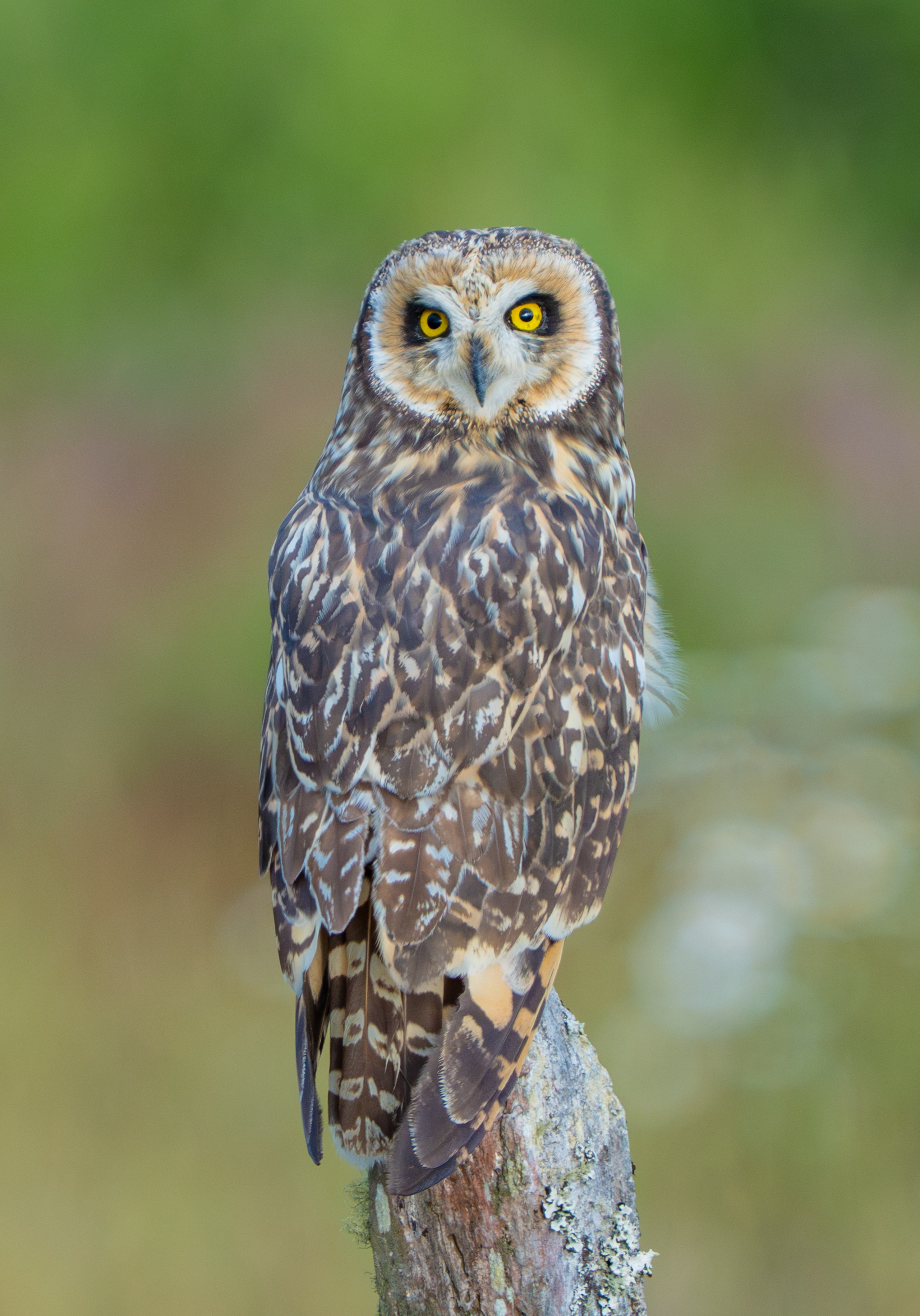 Buhos. Nature photographer Yuri Soria-Galvarro