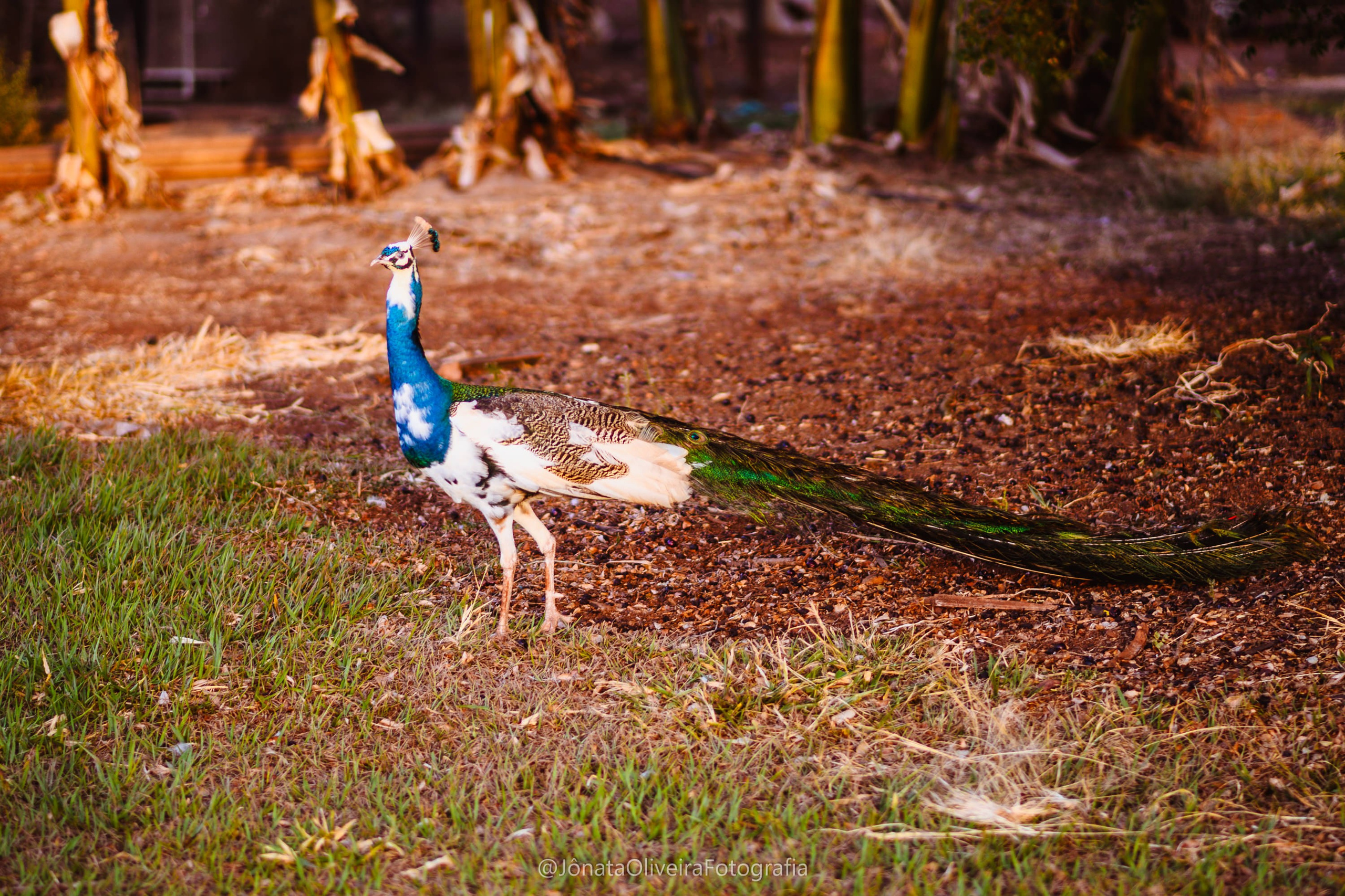 Pre Wedding Luérica e Vinicius. Fotografia de casamentos e ensaios em avaré Jônata Oliveira