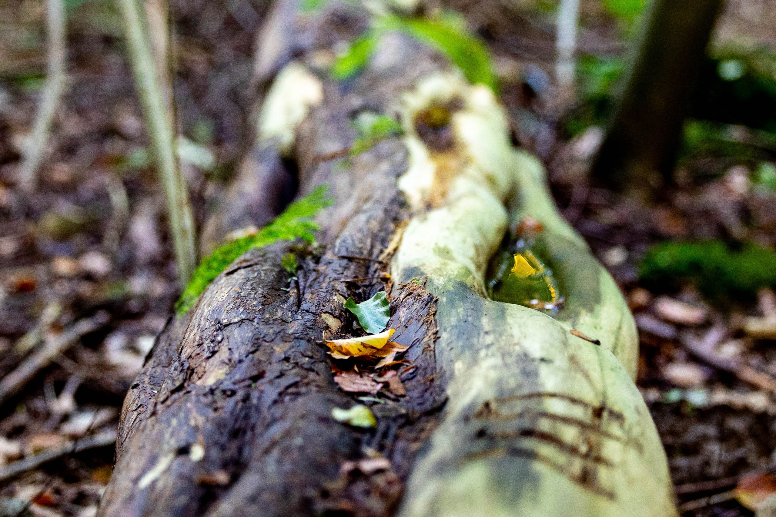 Efterår. Fotograf Aarhus | Portrætfoto Århus | Flotte billeder