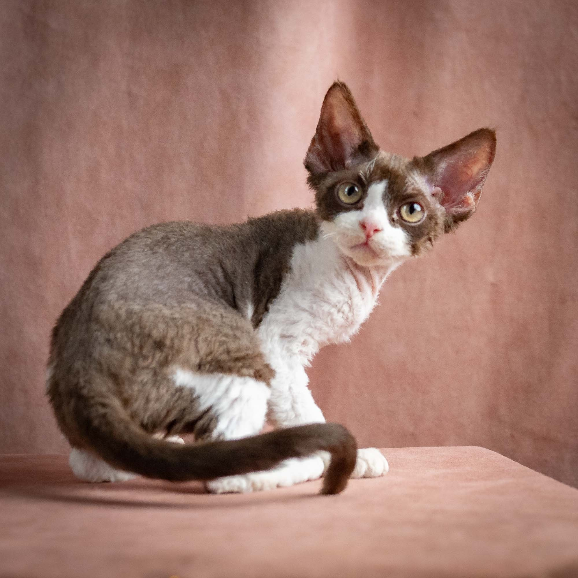 Pascal, boy, born 02.11.26. Devon Rex Pixie Cattery