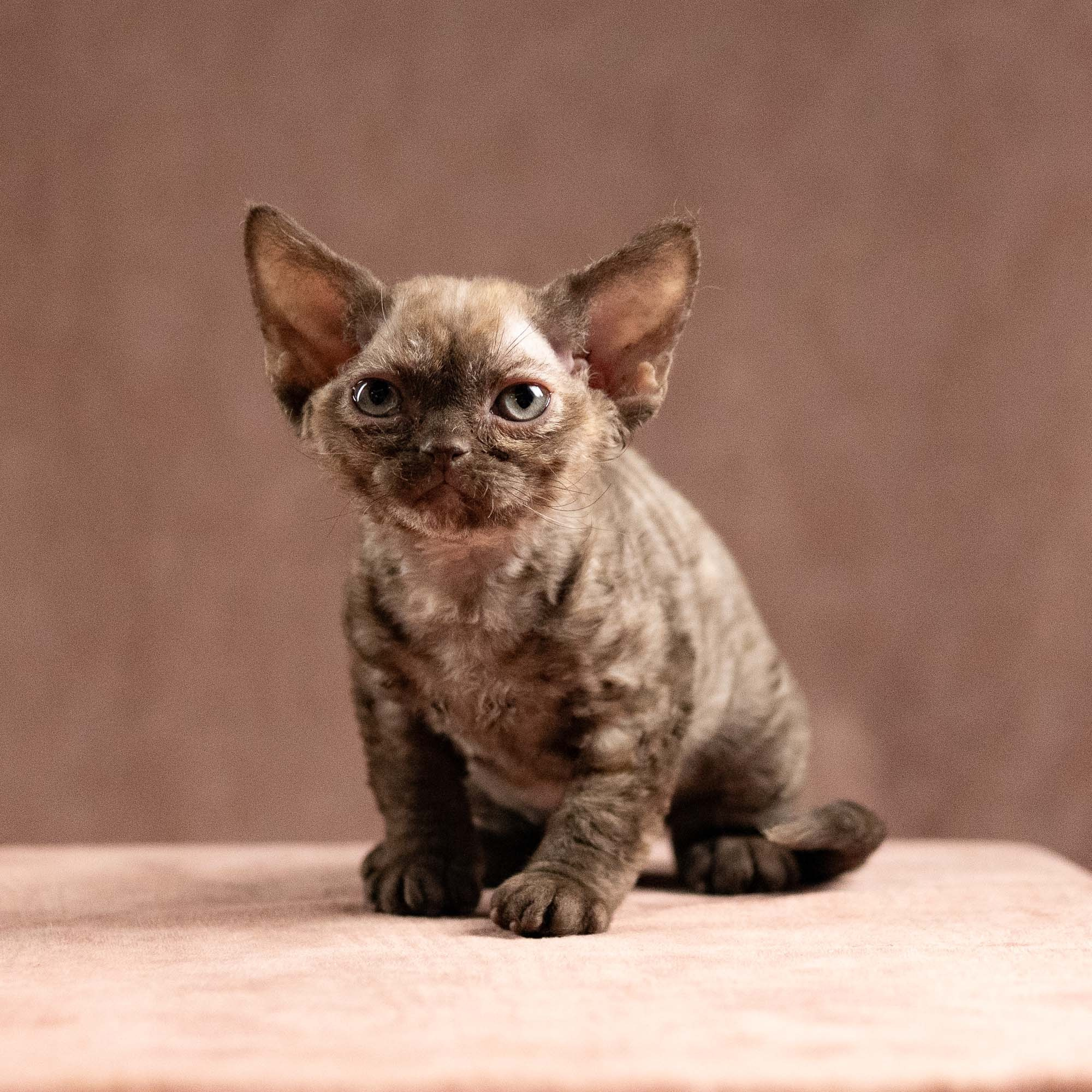 Olivia, girl, born 02.08.26. Devon Rex Pixie Cattery