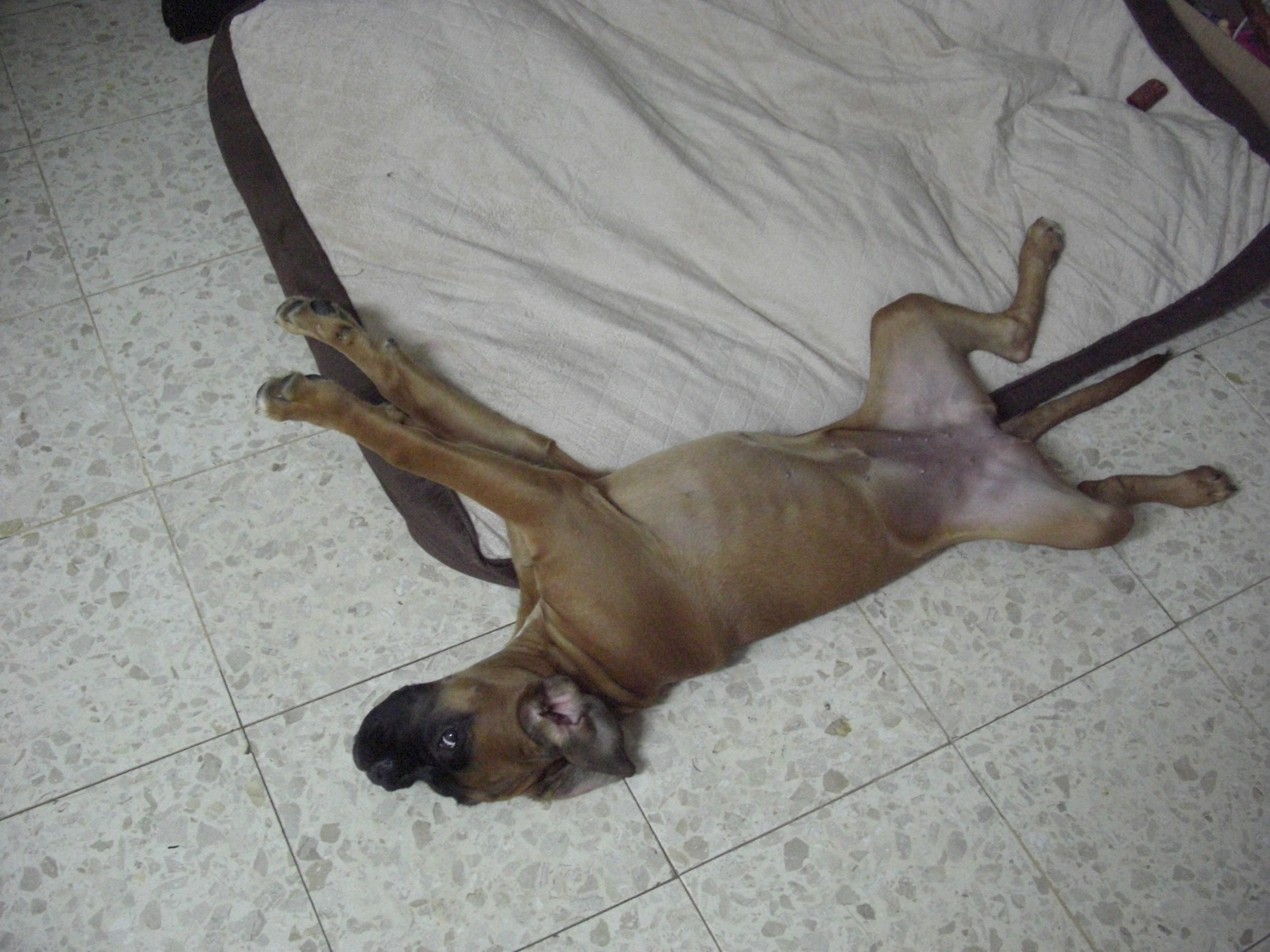 My ״Star״ Boxer Dog